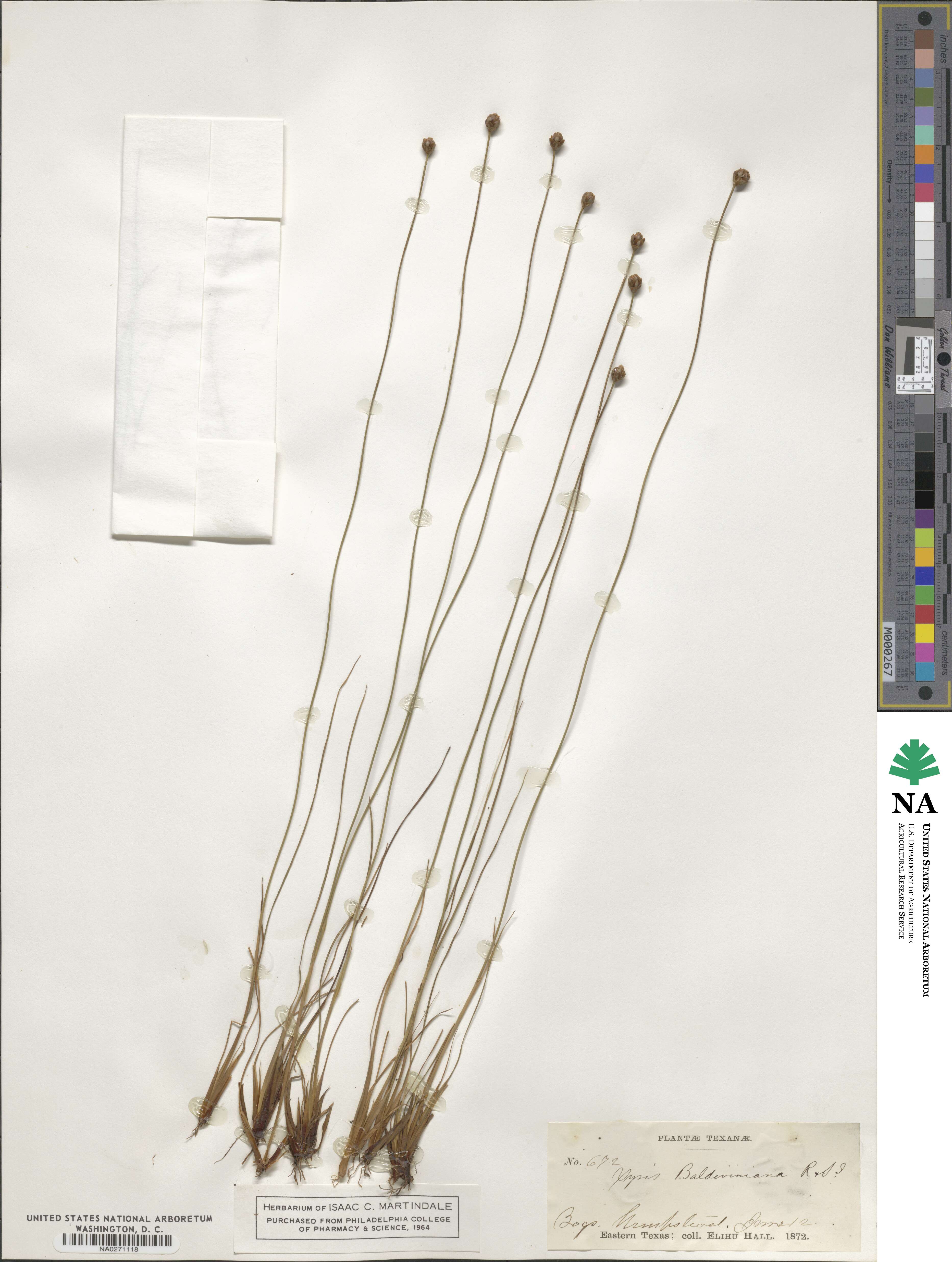 Xyris baldwiniana image
