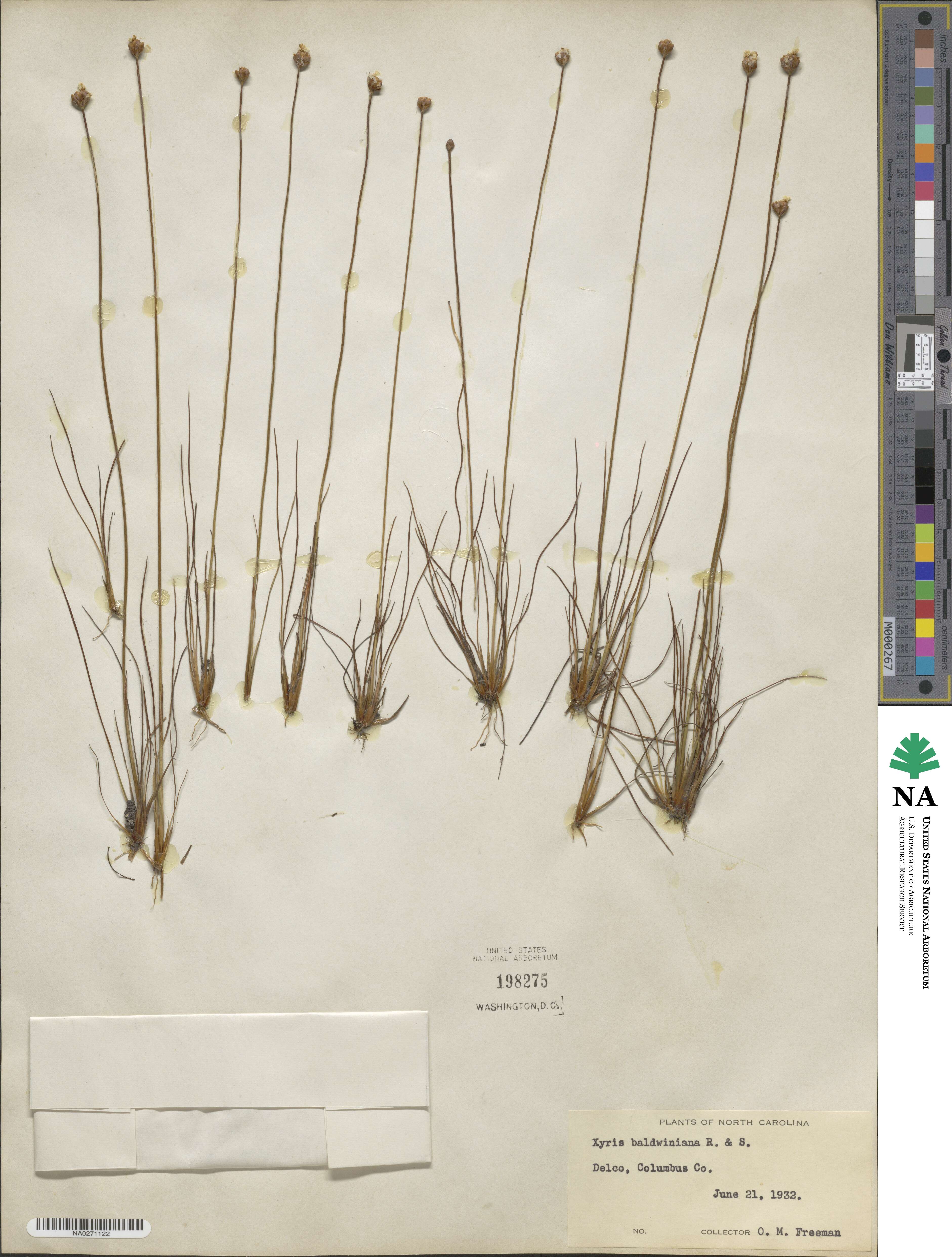 Xyris baldwiniana image