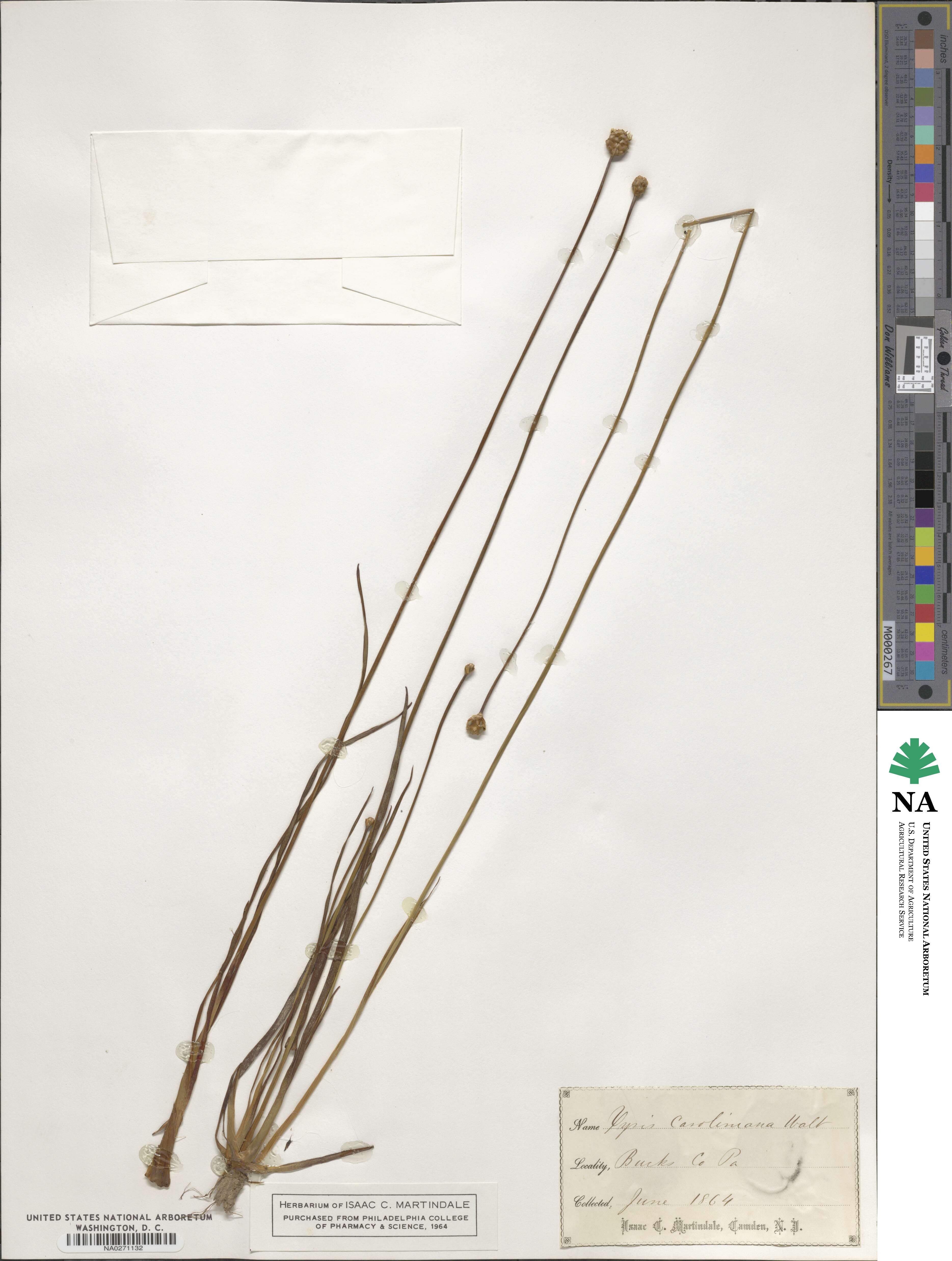 Xyris caroliniana image