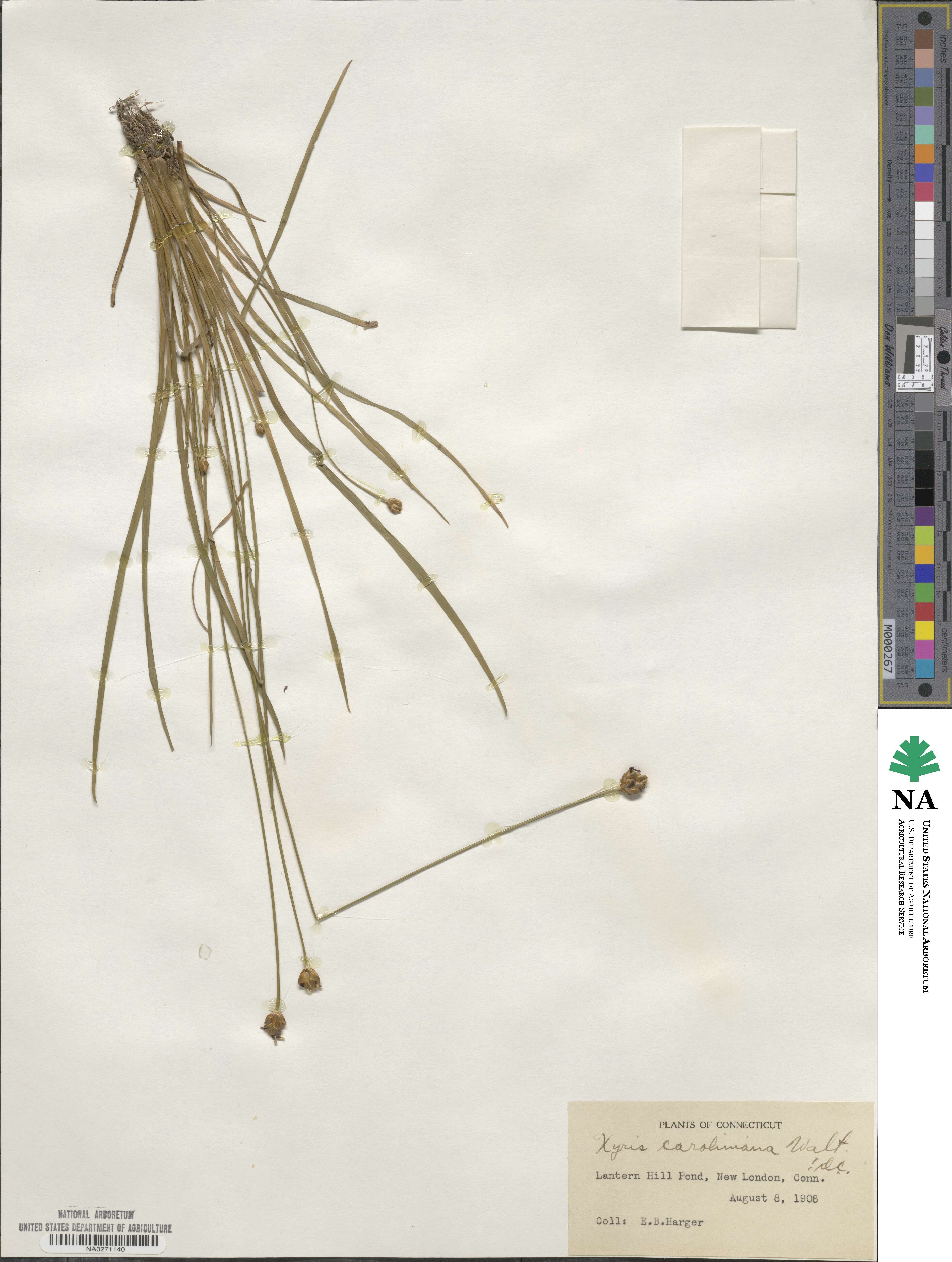 Xyris caroliniana image