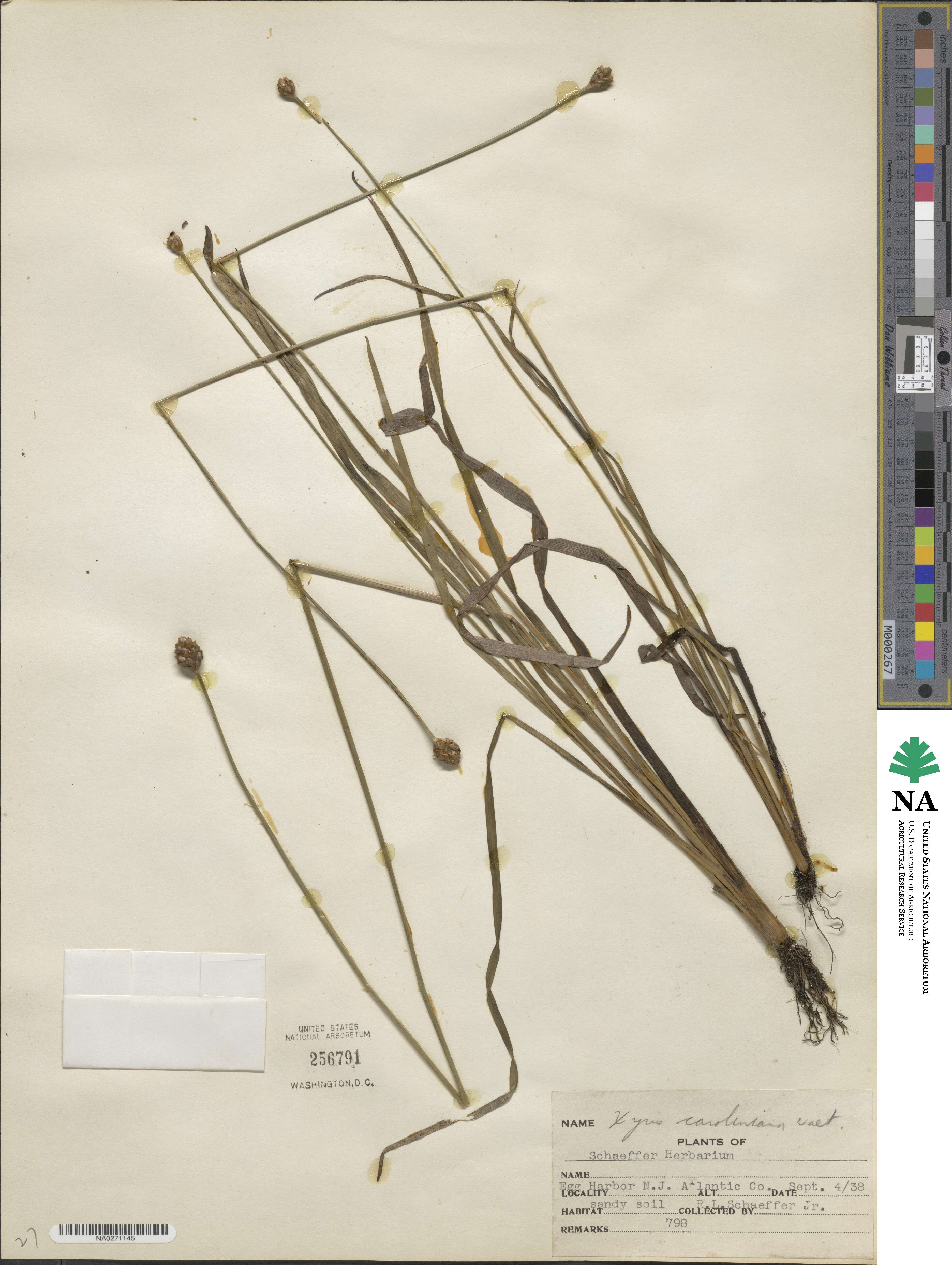 Xyris caroliniana image
