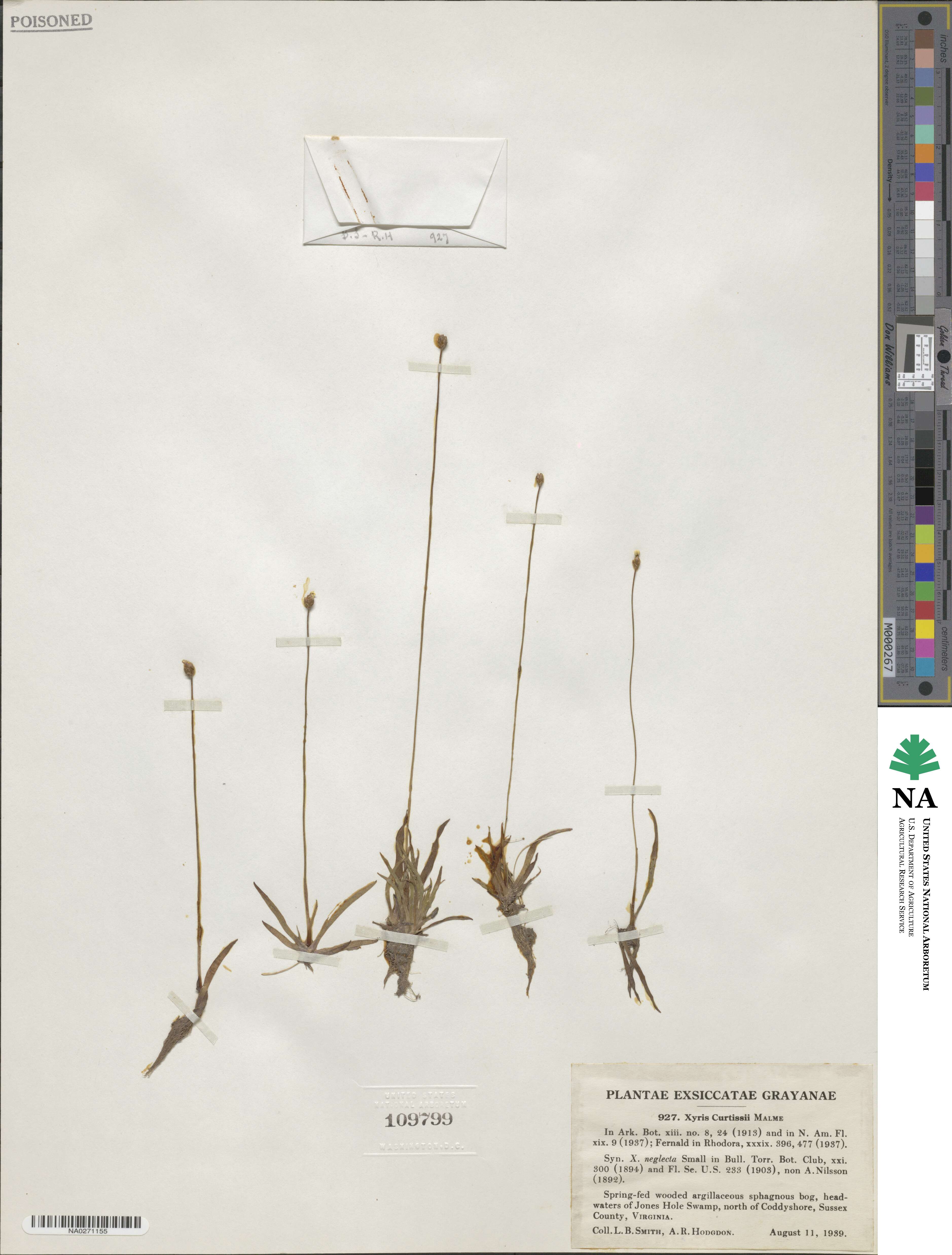 Xyris difformis var. curtissii image