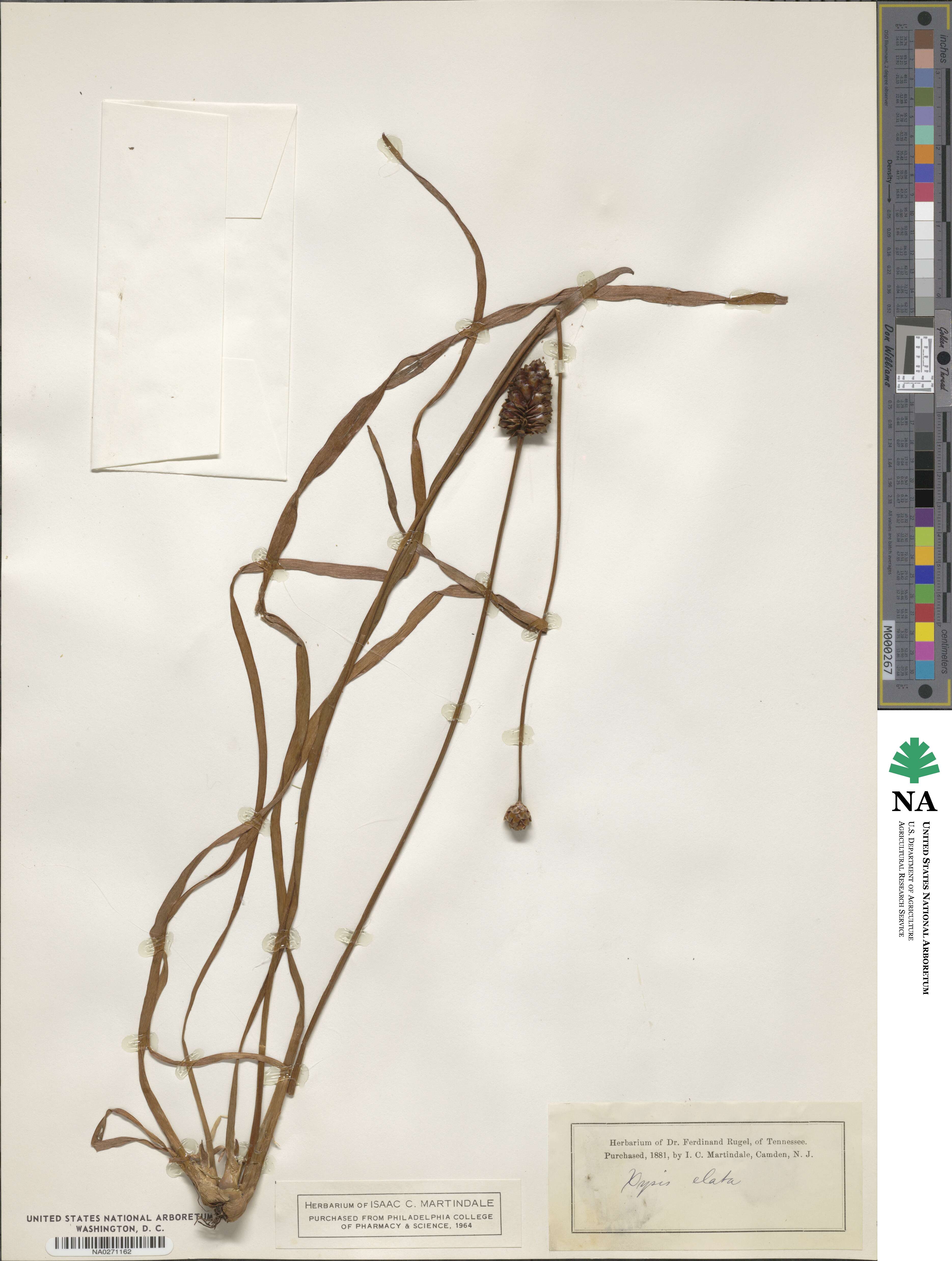 Xyris difformis image