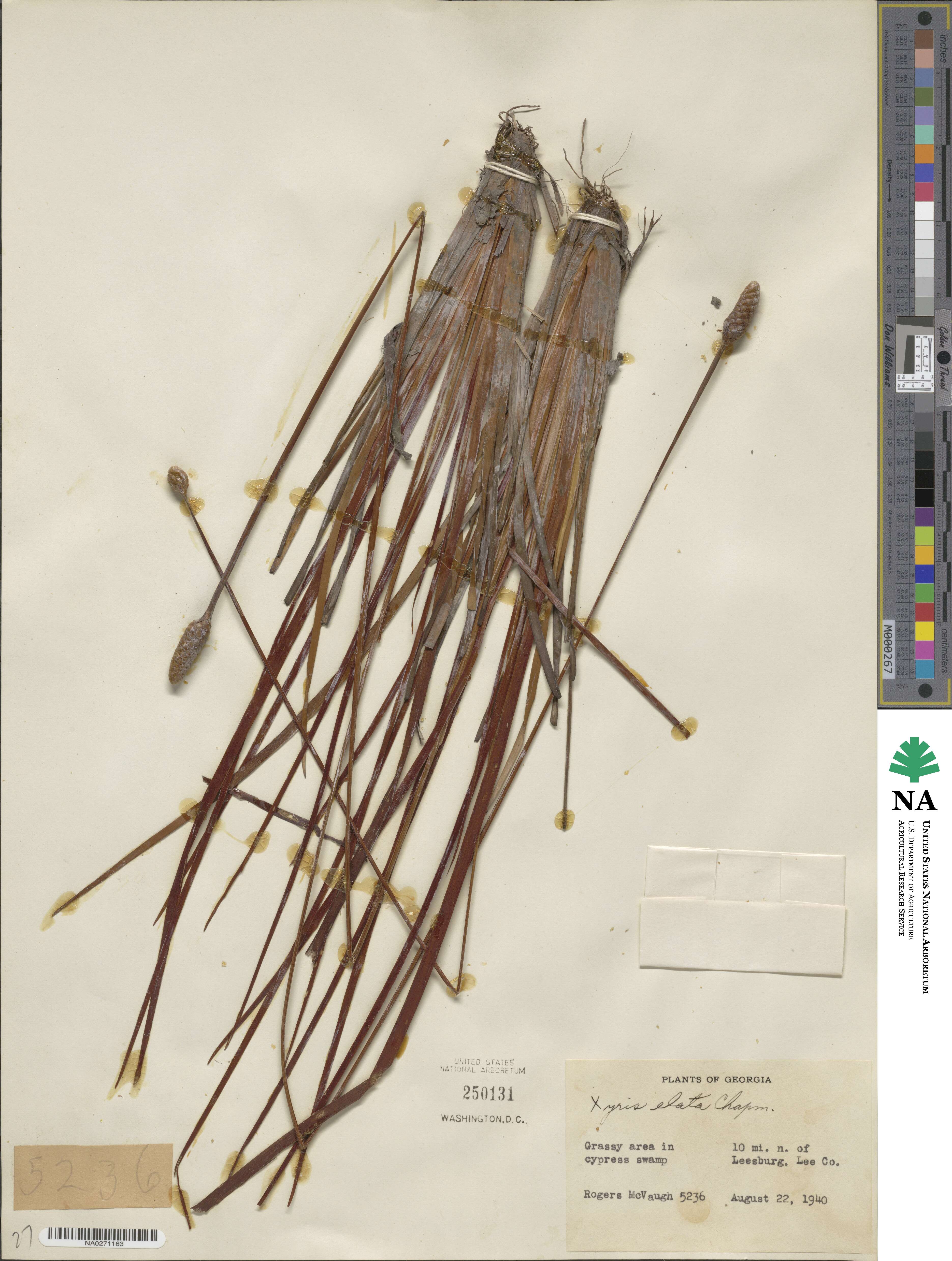Xyris difformis var. difformis image