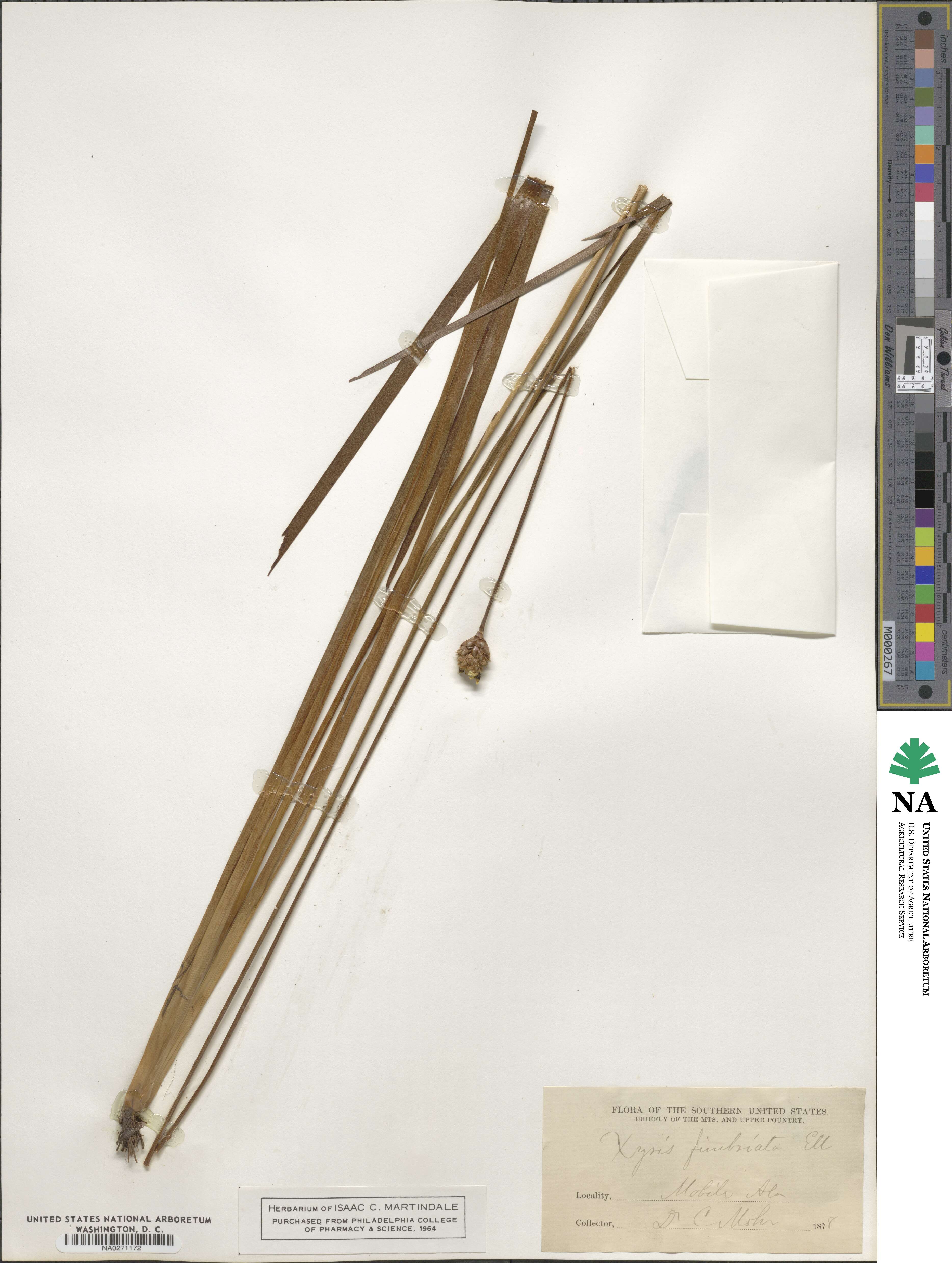 Xyris fimbriata image