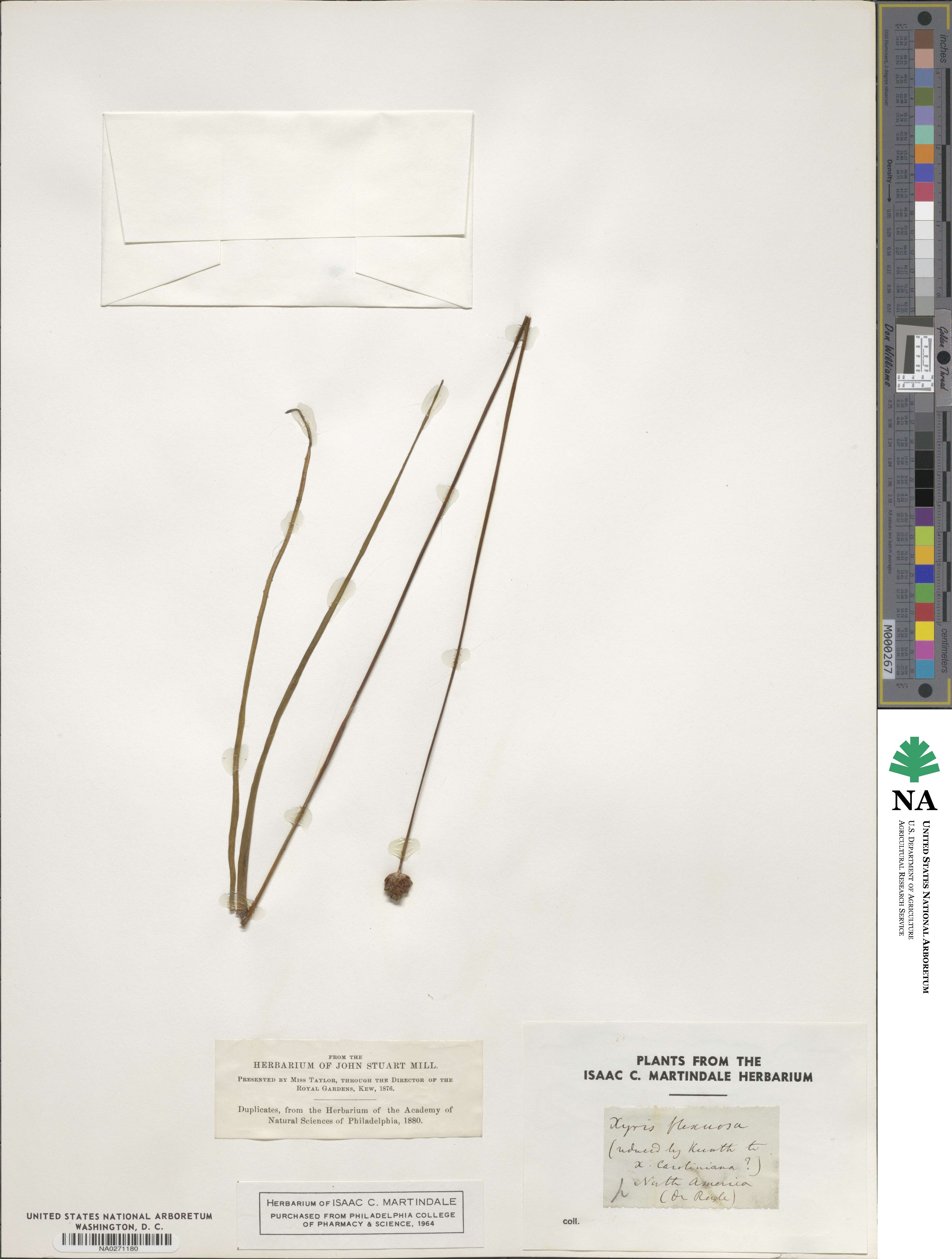 Xyris caroliniana image