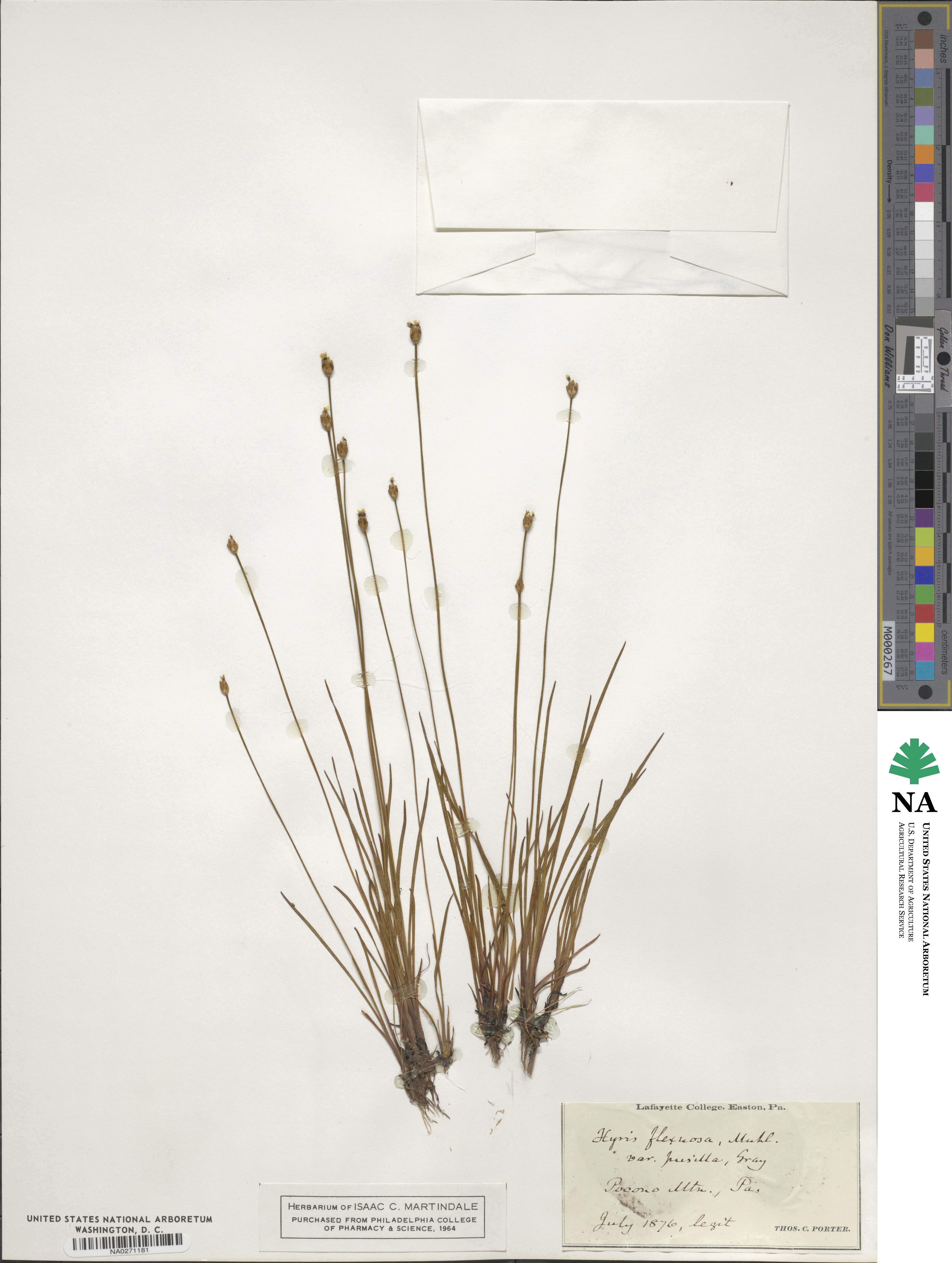 Xyris caroliniana image