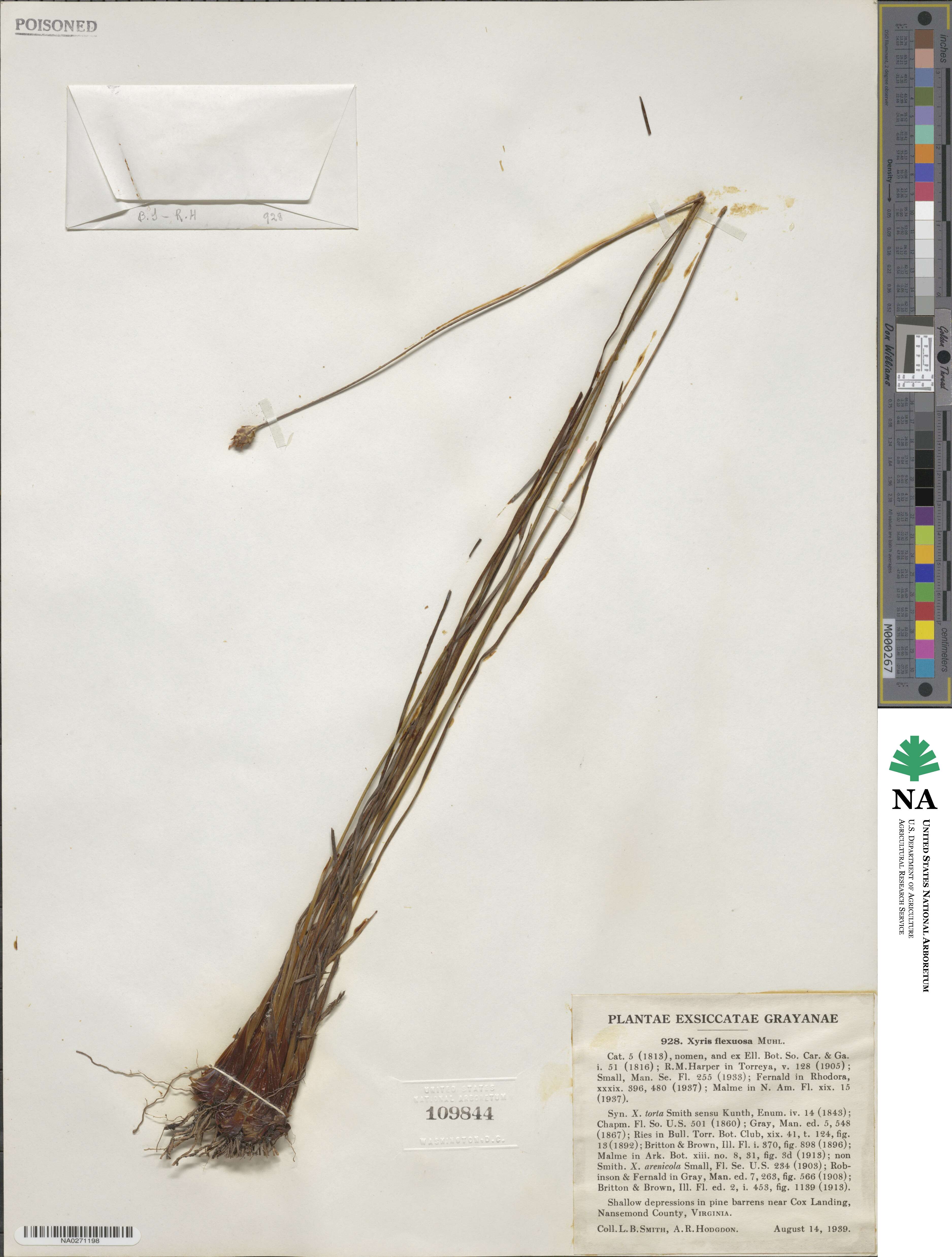 Xyris ambigua image