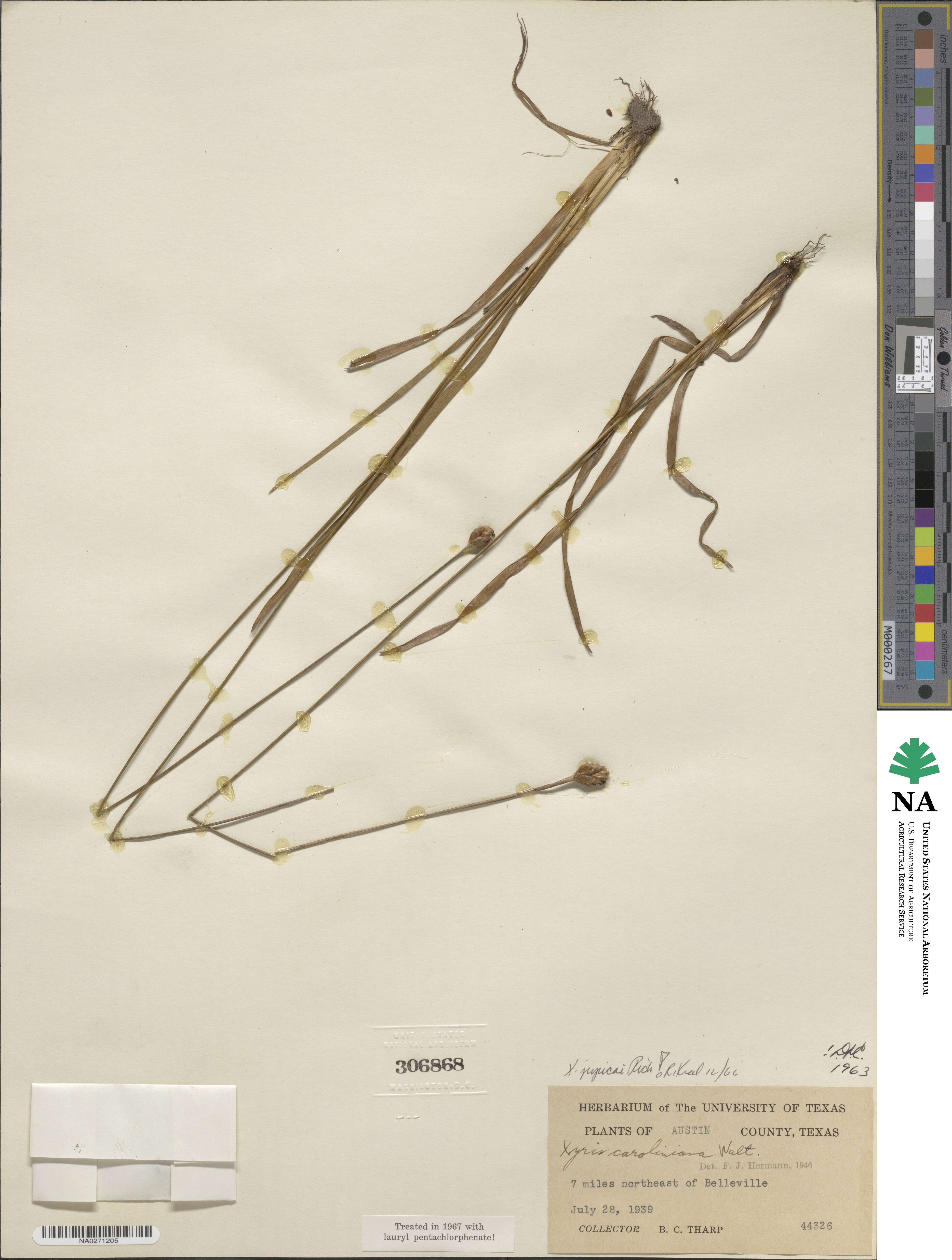 Xyris jupicai image