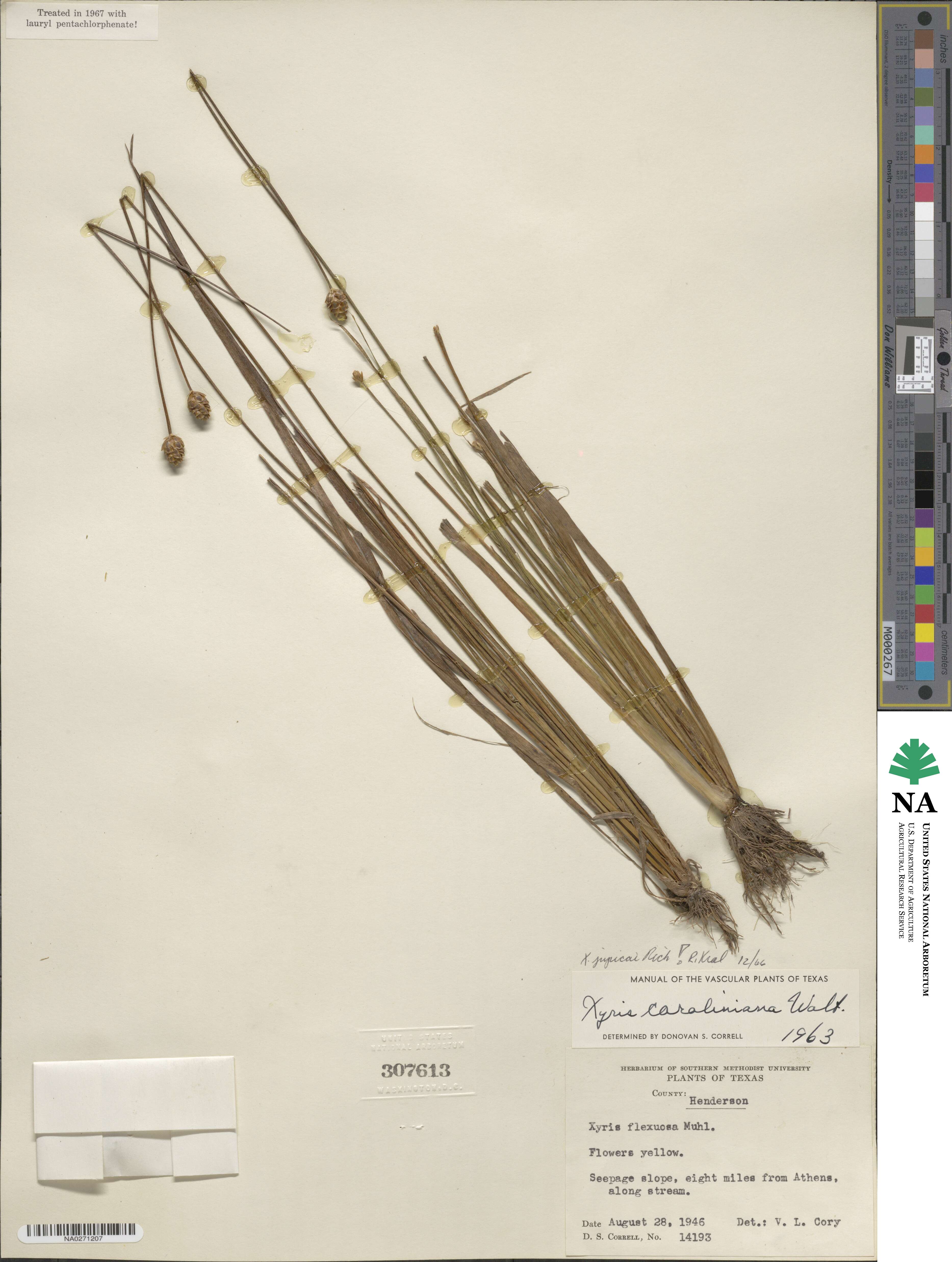 Xyris jupicai image