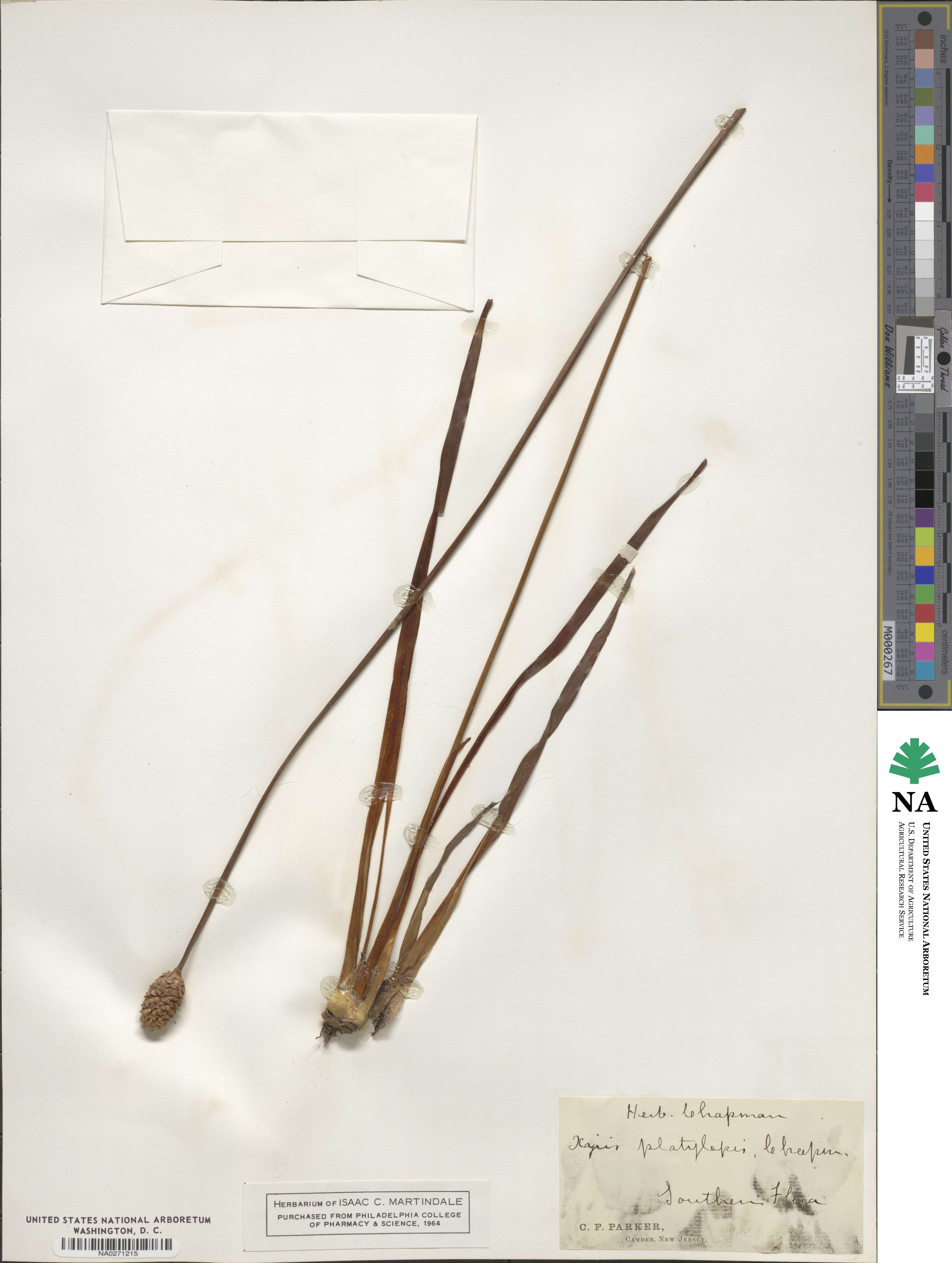 Xyris platylepis image