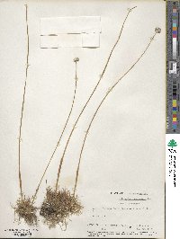 Eriocaulon compressum image