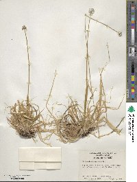 Eriocaulon compressum image