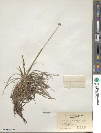 Eriocaulon compressum image