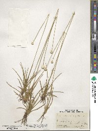 Eriocaulon decangulare image