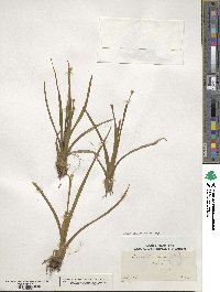 Eriocaulon decangulare image