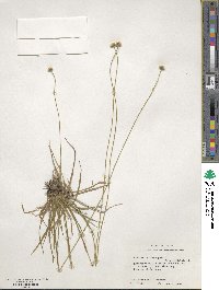 Eriocaulon decangulare image