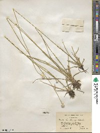 Eriocaulon decangulare image