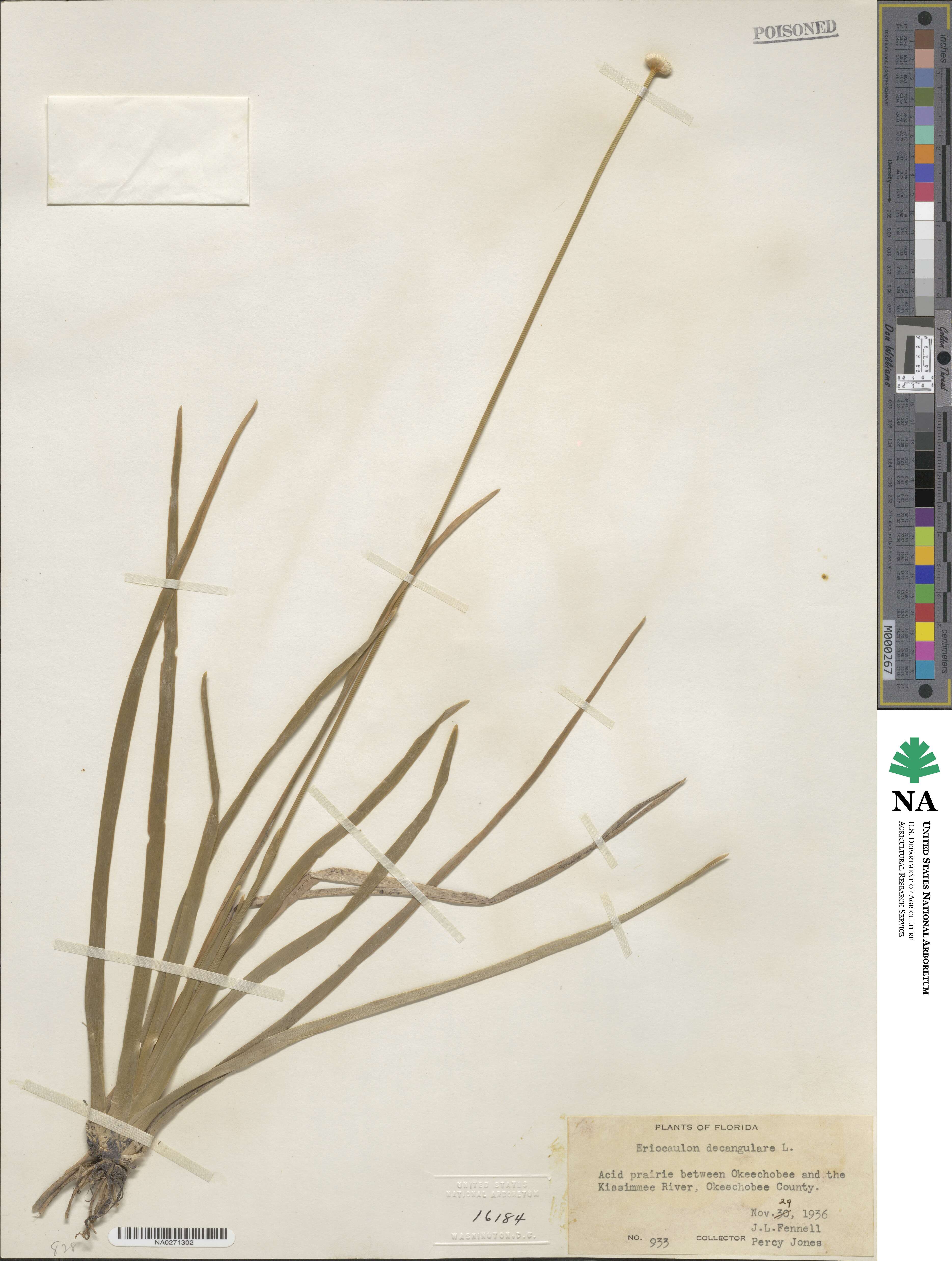 Eriocaulon decangulare image