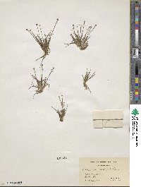 Eriocaulon parkeri image