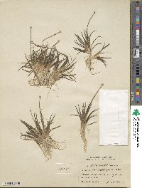 Eriocaulon aquaticum image