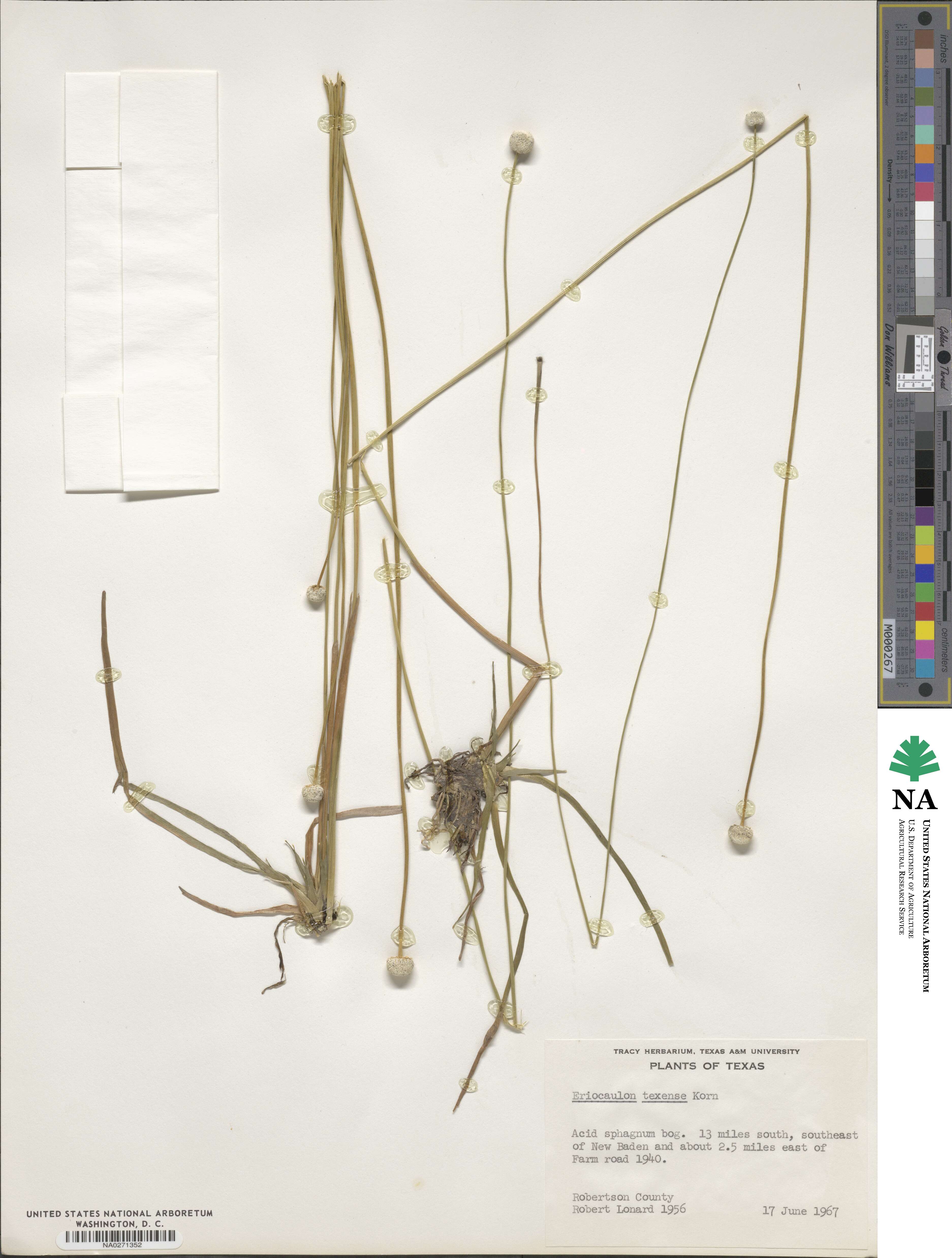 Eriocaulon texense image