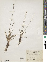 Image of Eriocaulon panamense