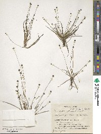 Eriocaulon atrum image