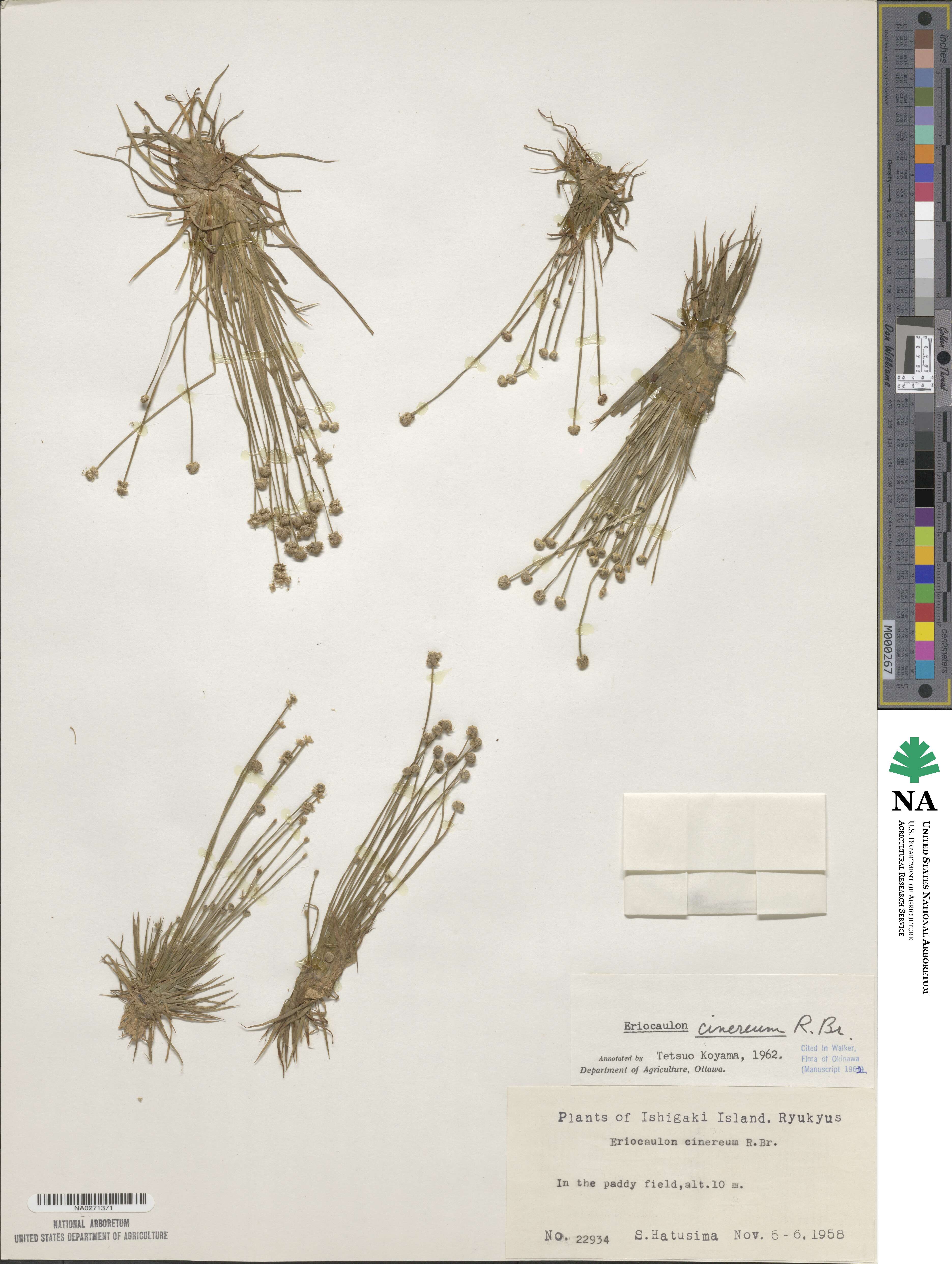 Eriocaulon cinereum image