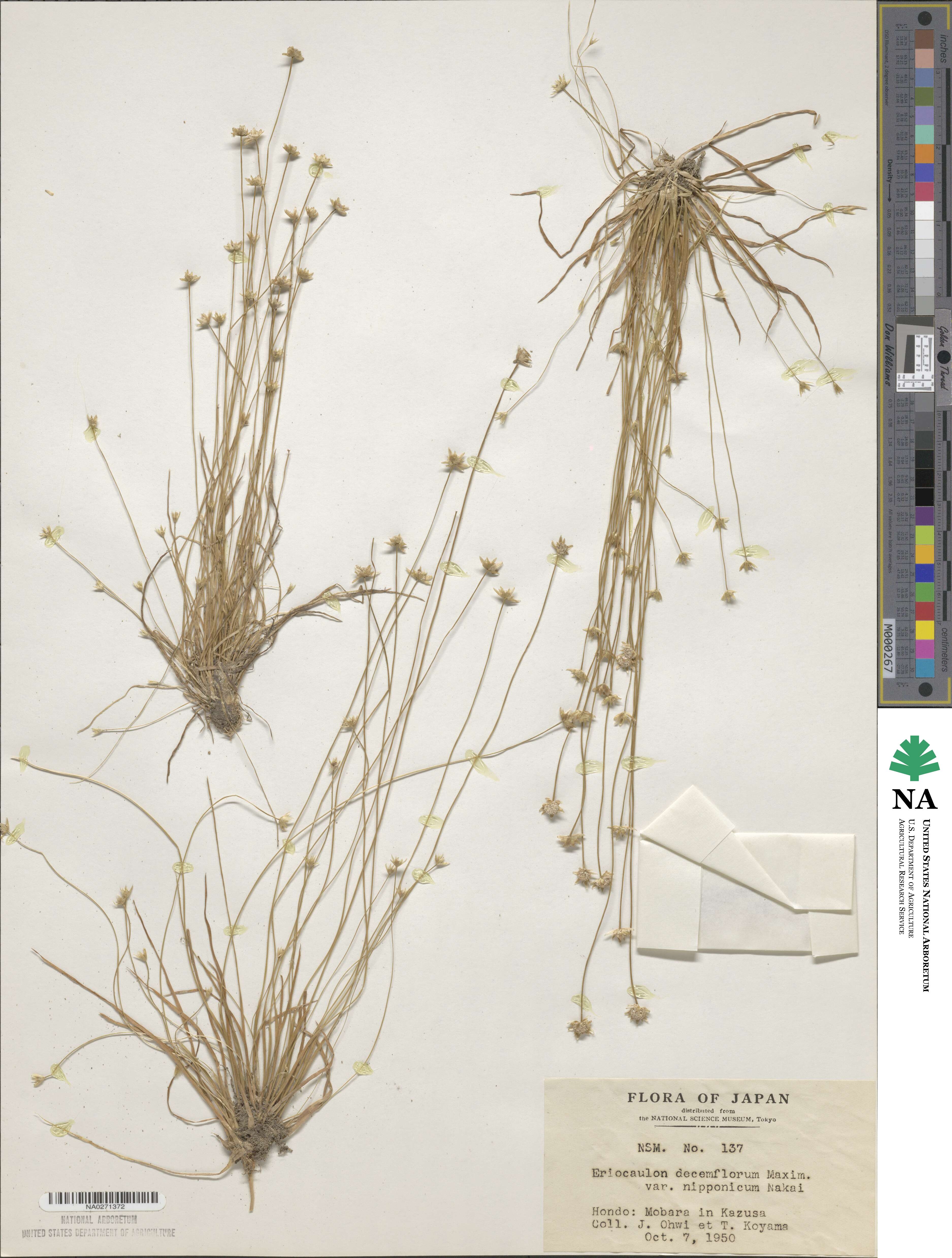 Eriocaulon decemflorum image