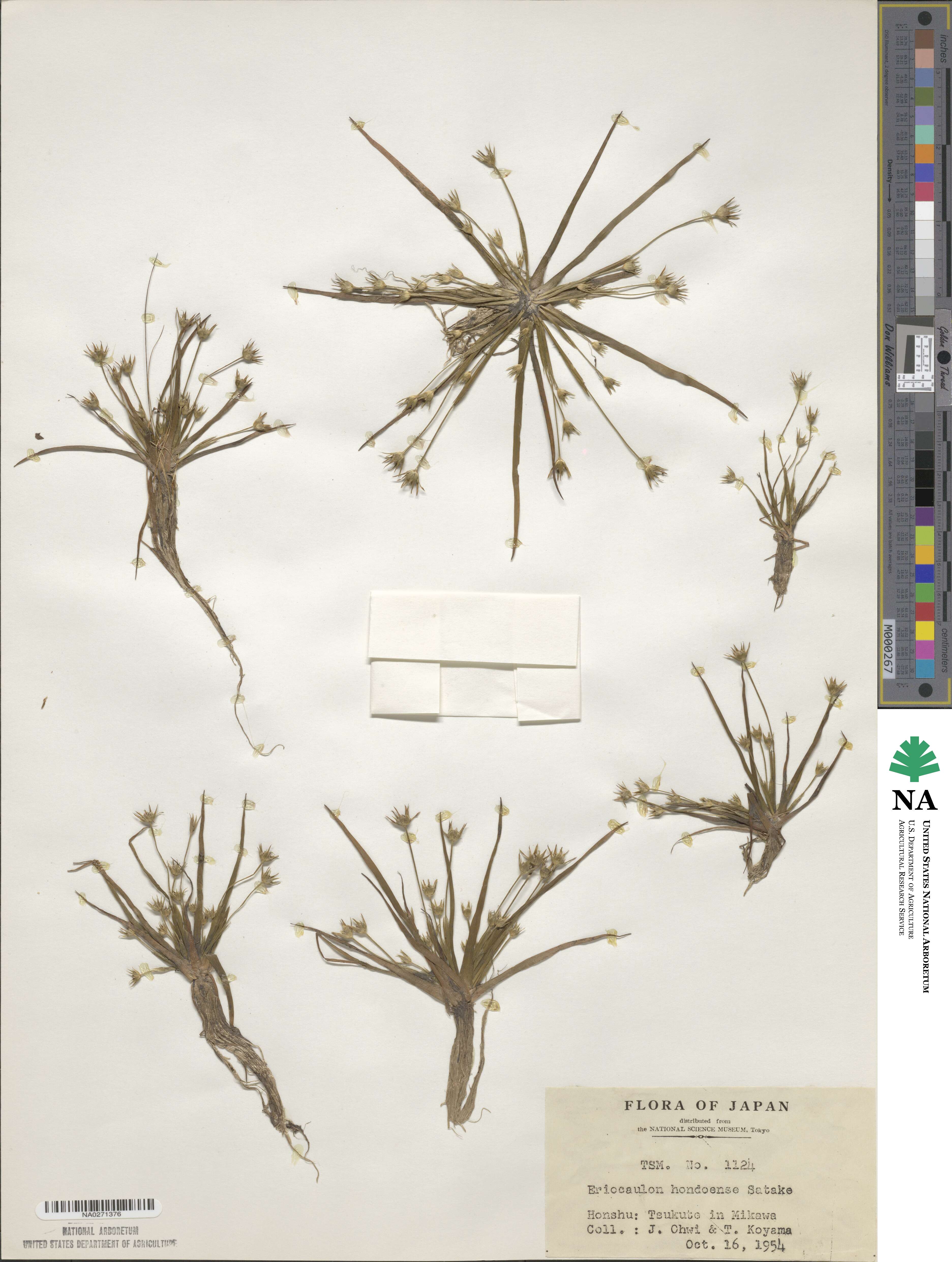 Eriocaulon taquetii image