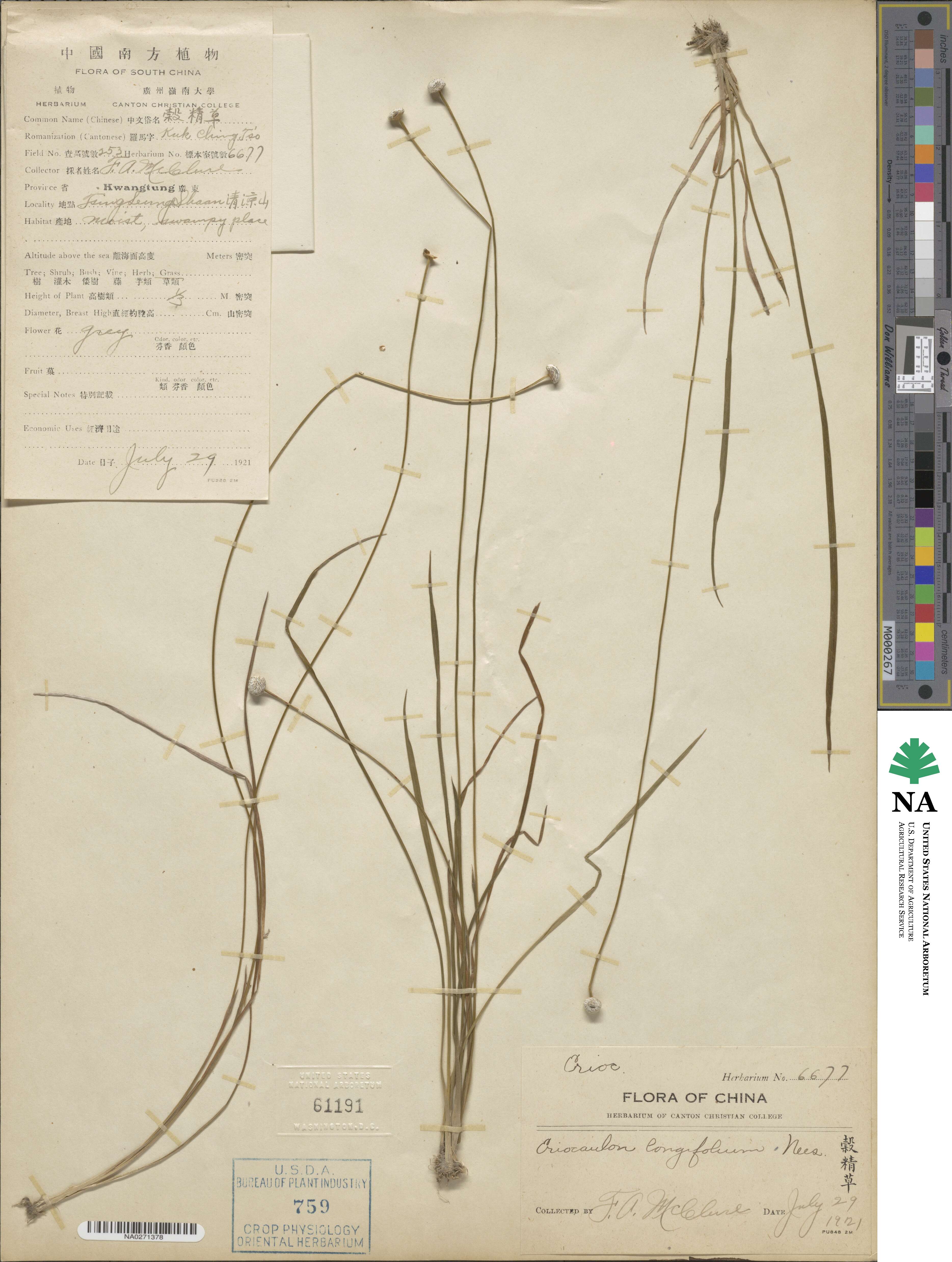 Eriocaulon longifolium image