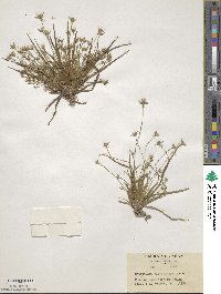 Eriocaulon miquelianum image