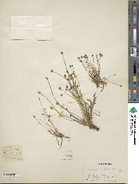 Eriocaulon nepalense image