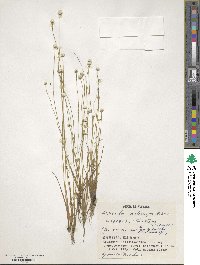 Eriocaulon nudicuspe image