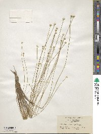 Eriocaulon nudicuspe image