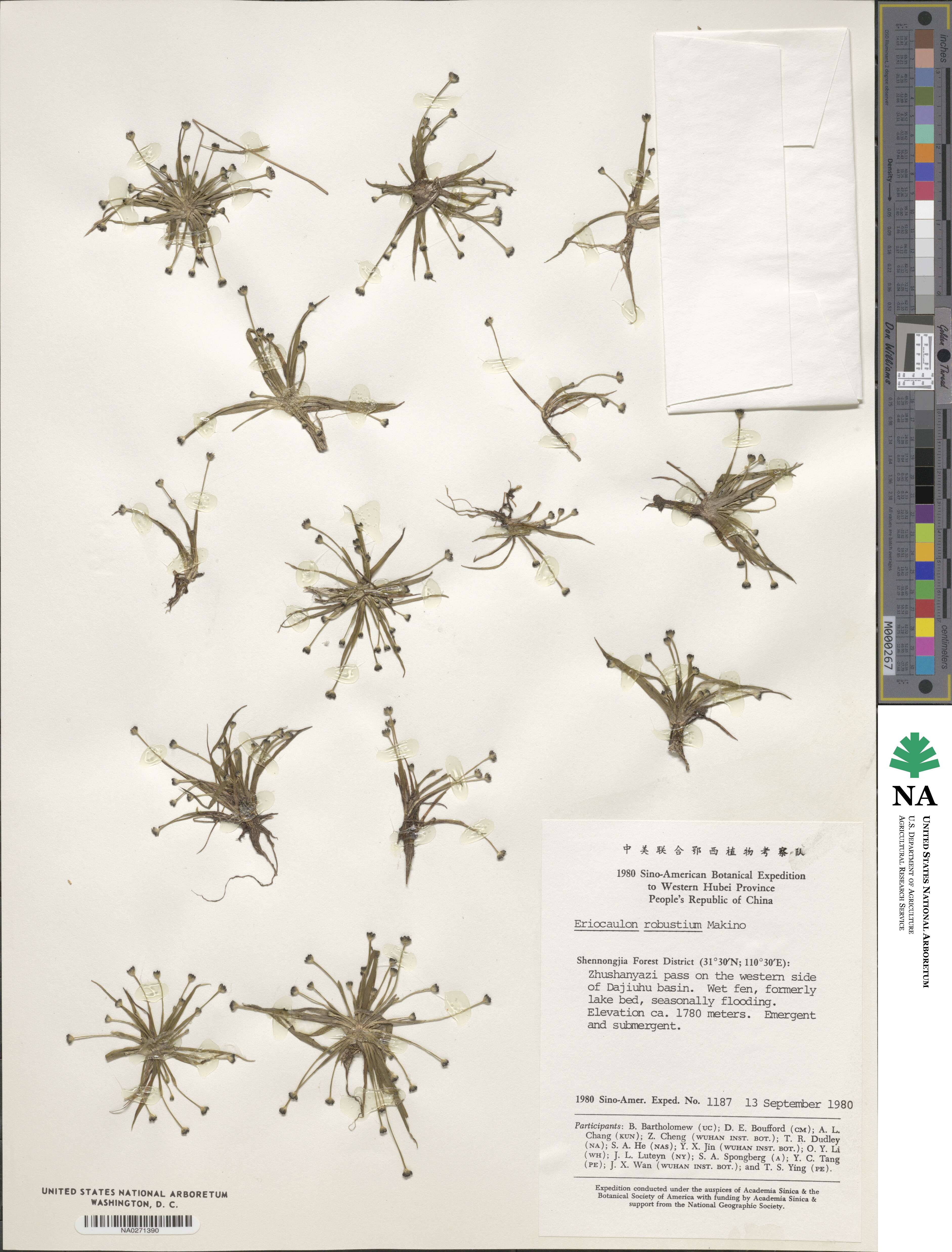 Eriocaulon robustum image