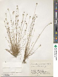 Eriocaulon miquelianum image