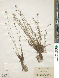 Eriocaulon miquelianum image