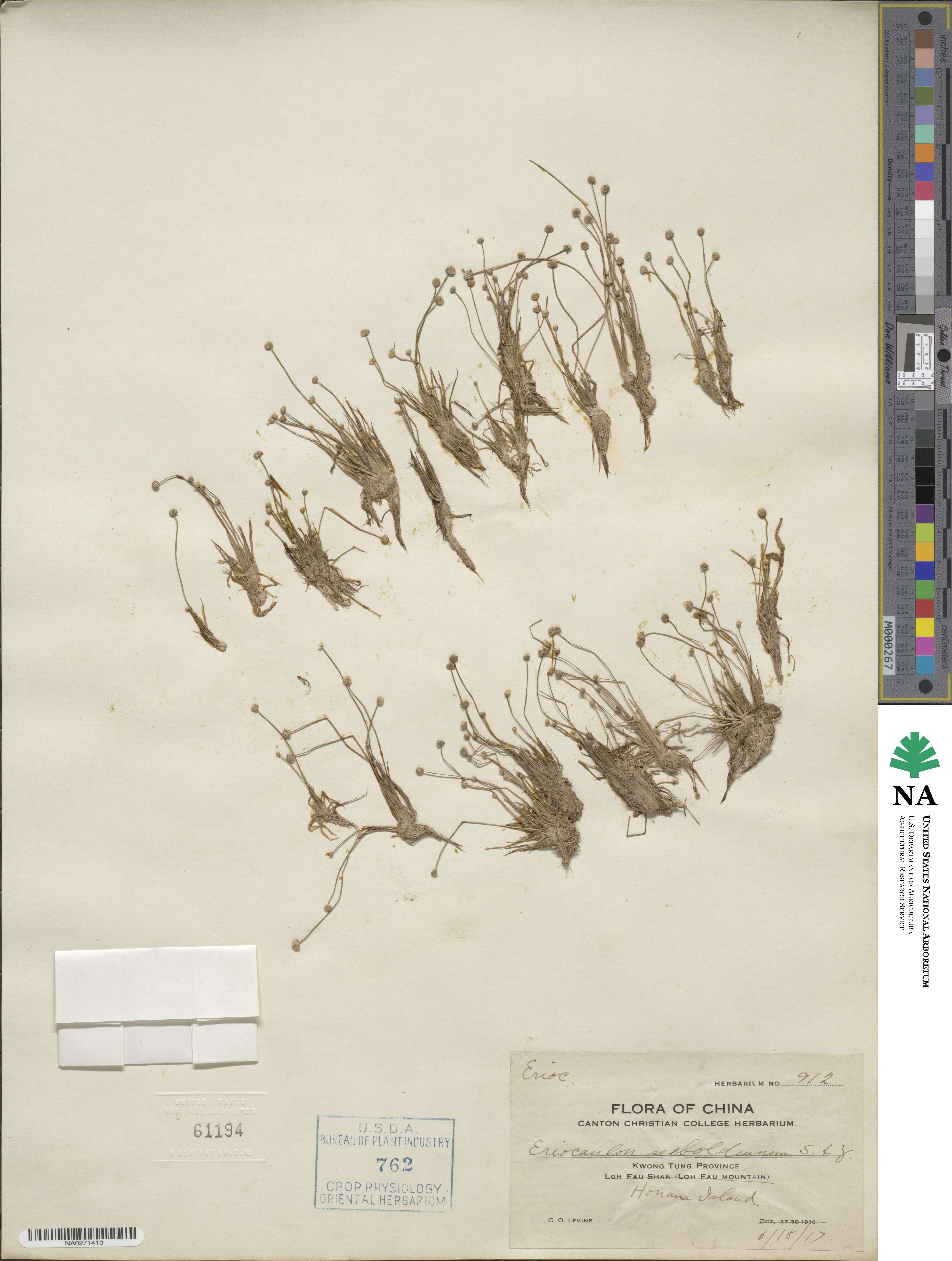 Eriocaulon cinereum image