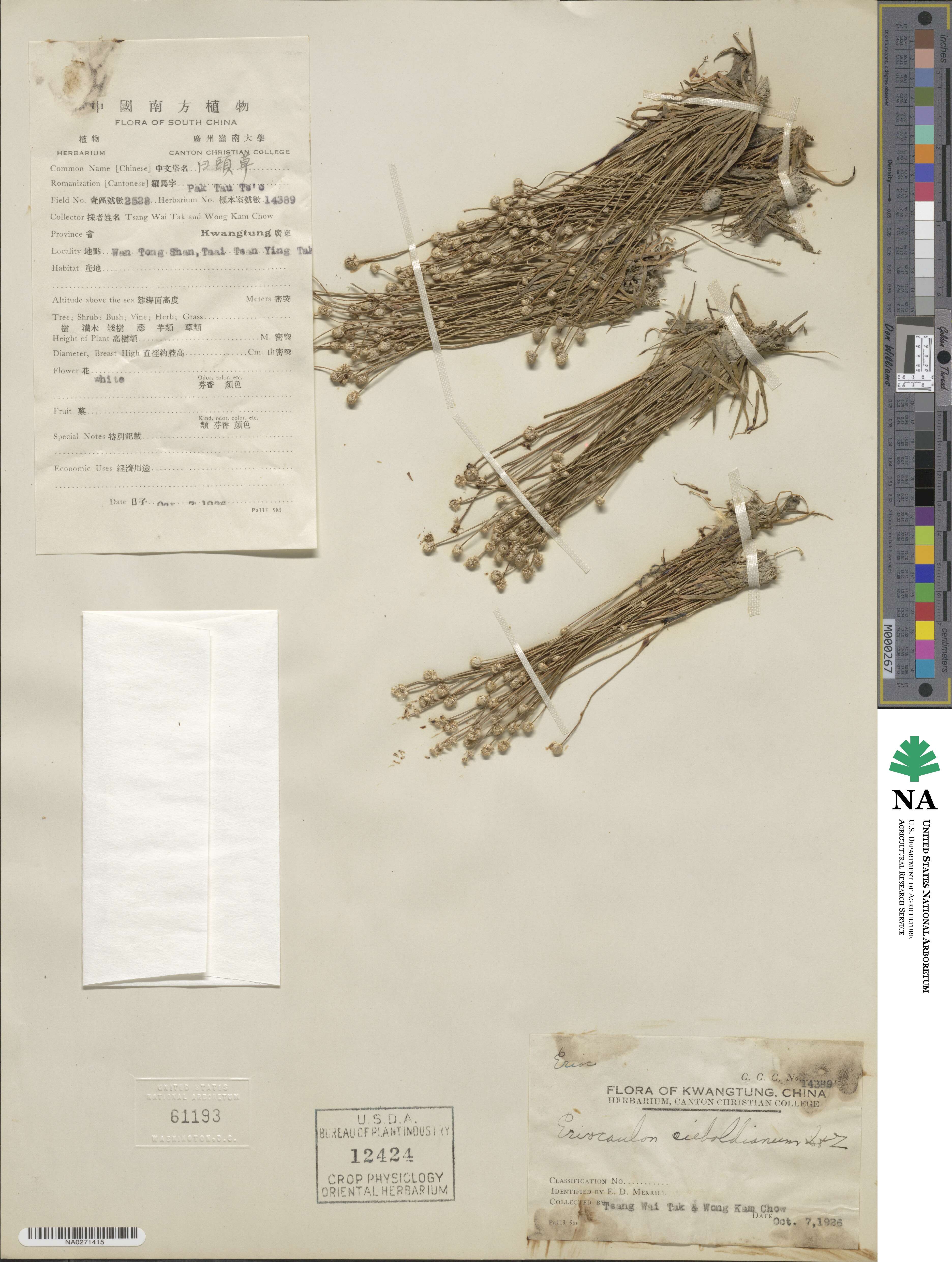 Eriocaulon cinereum image