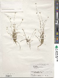 Eriocaulon miquelianum var. miquelianum image