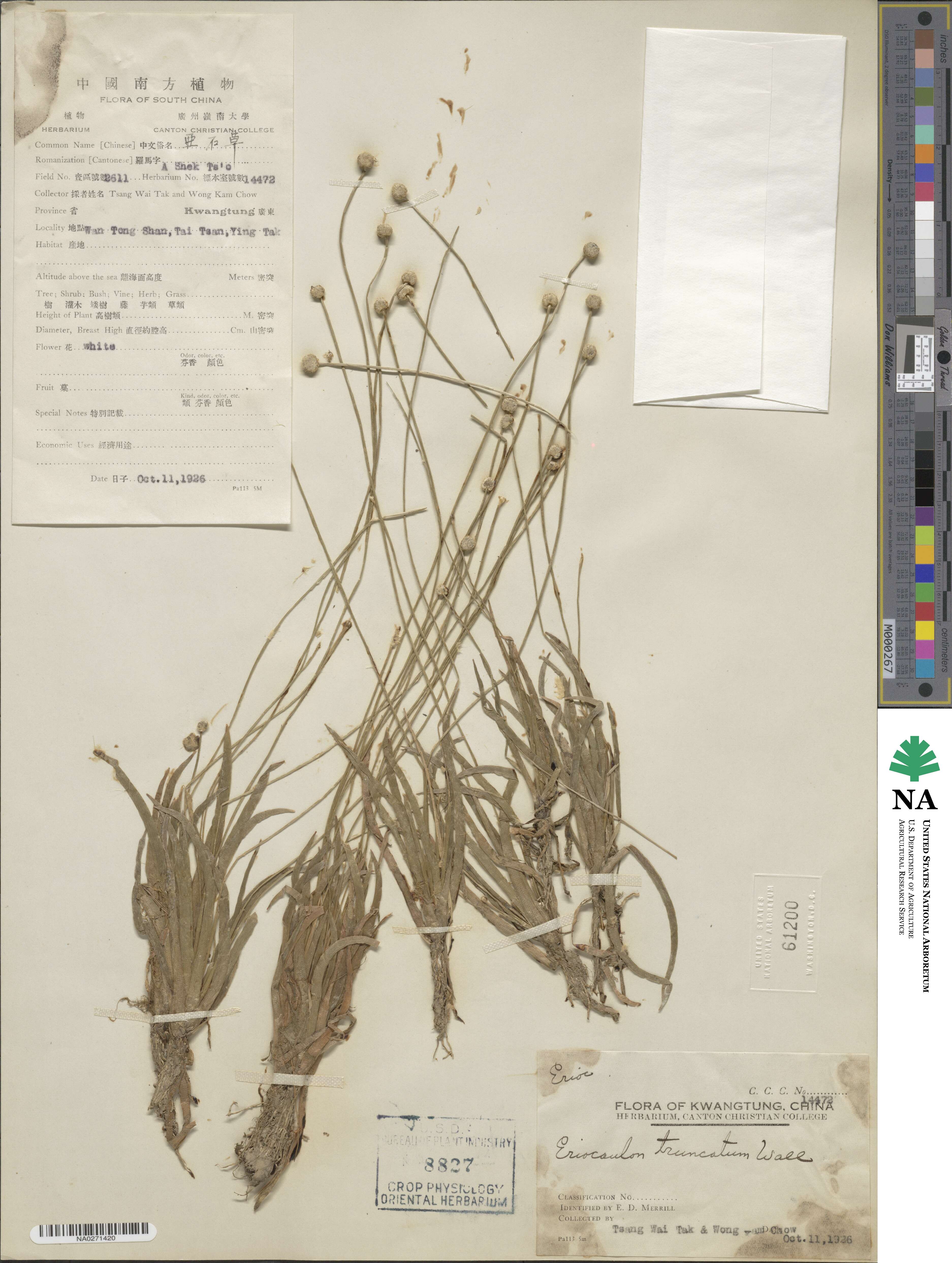 Eriocaulon truncatum image