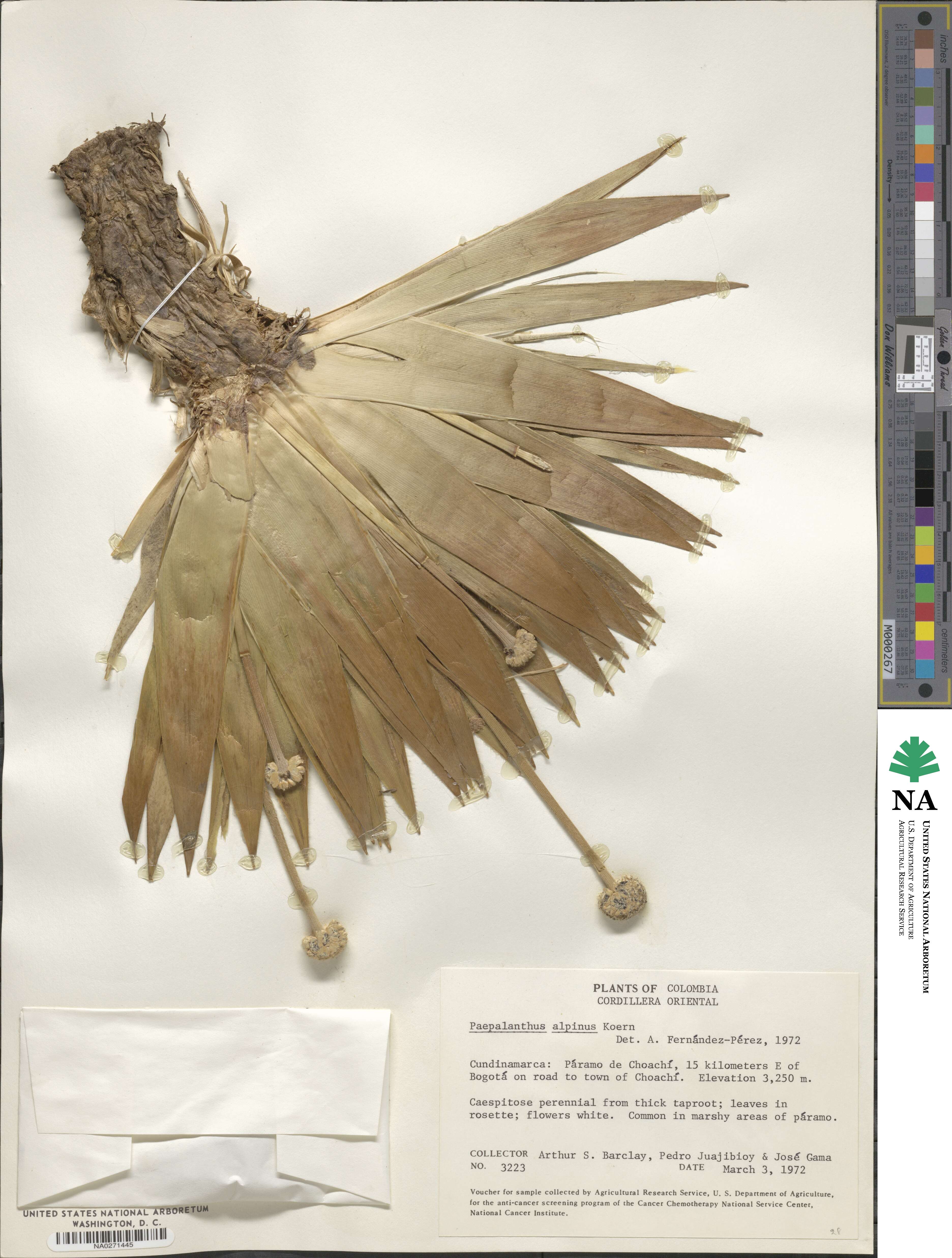 Paepalanthus image