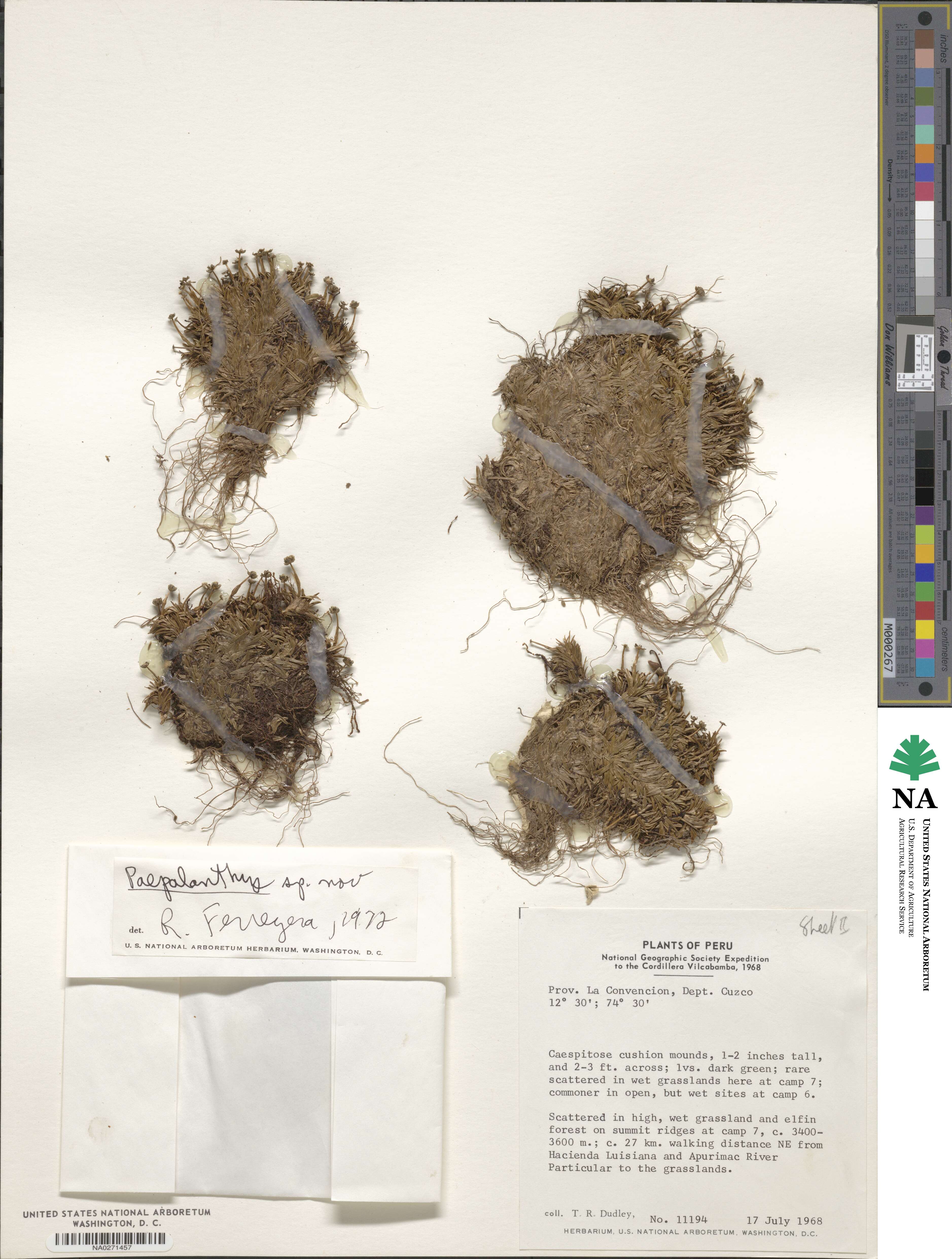 Paepalanthus image