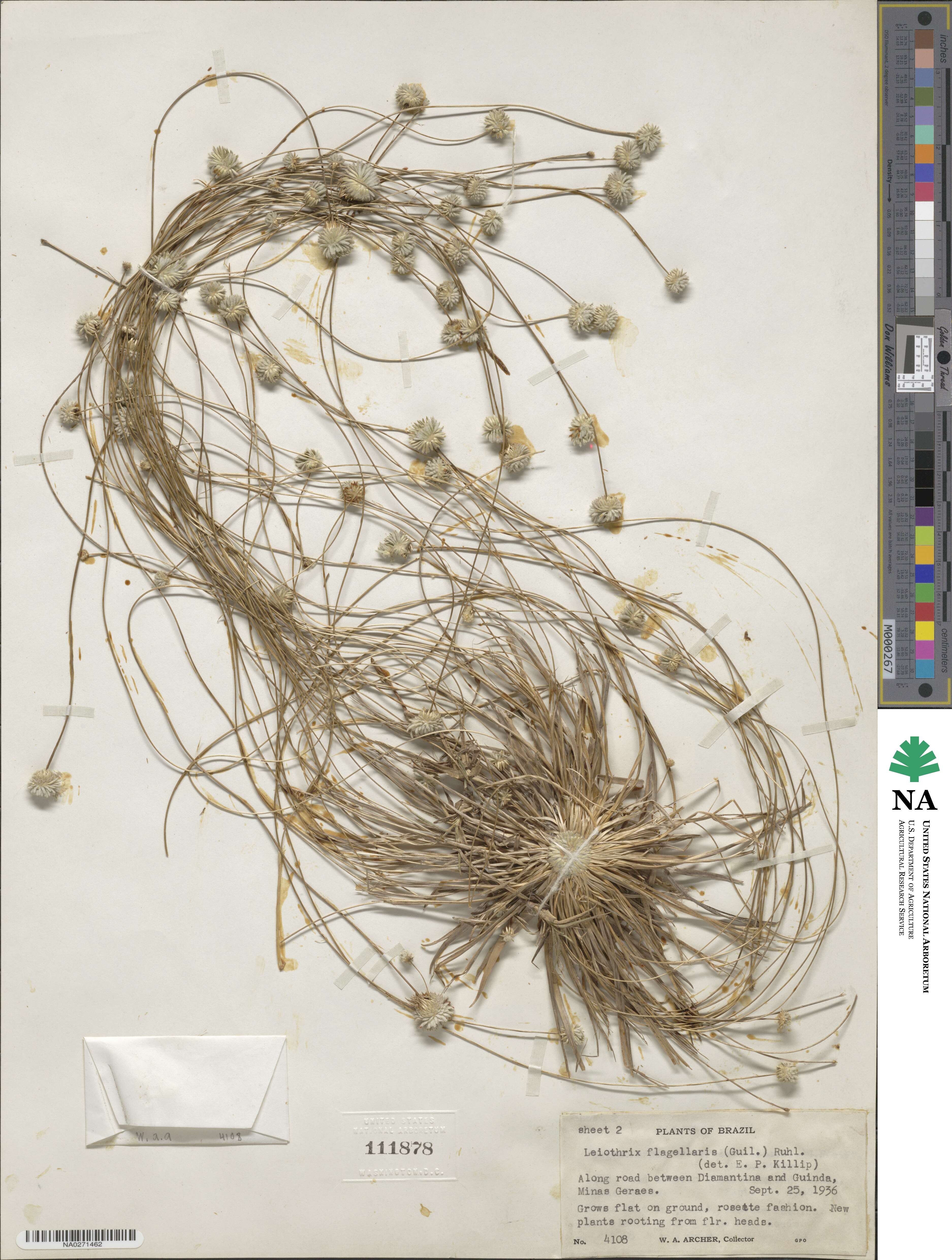 Leiothrix flagellaris image