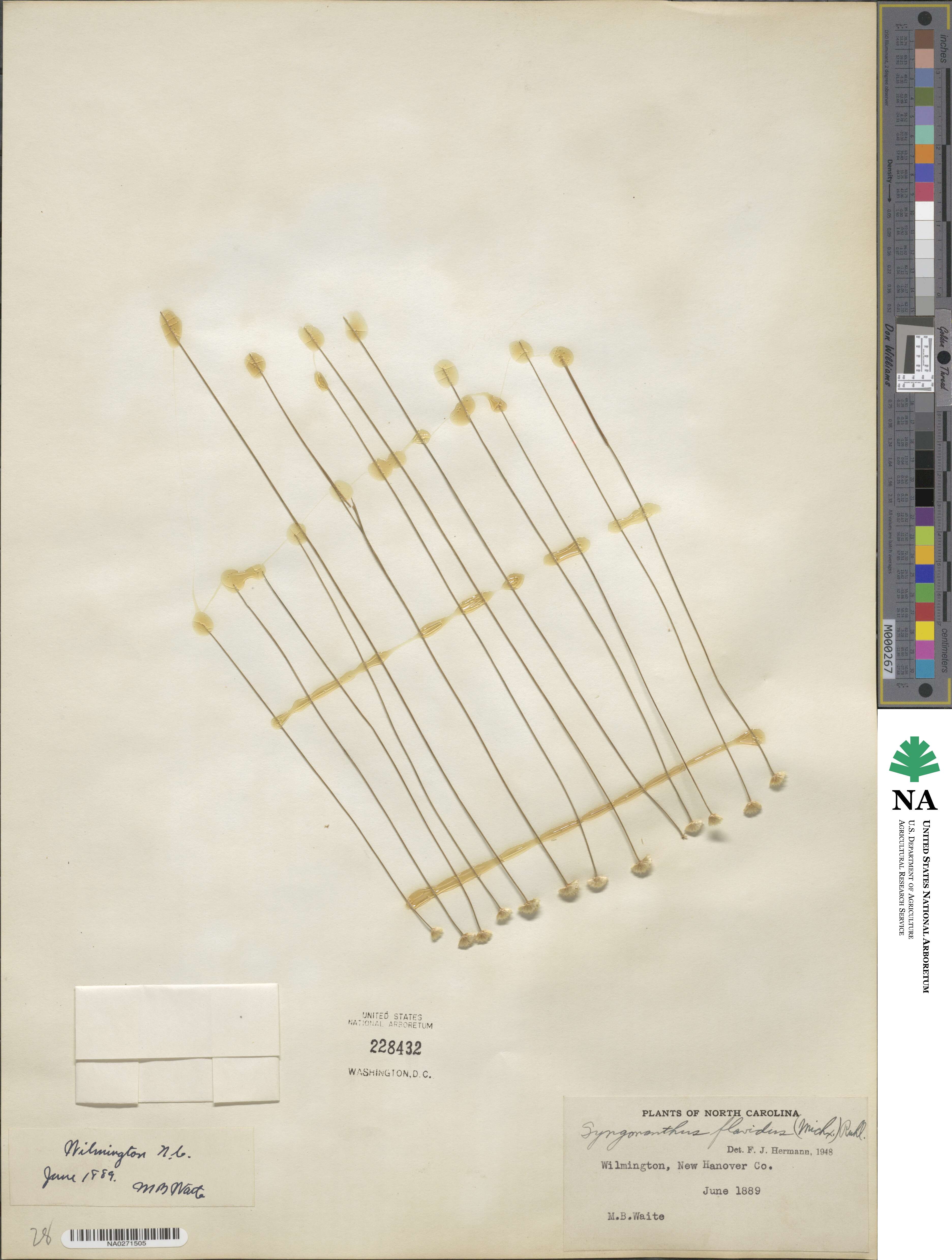 Eriocaulaceae image