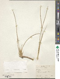 Image of Neoregelia wilsoniana