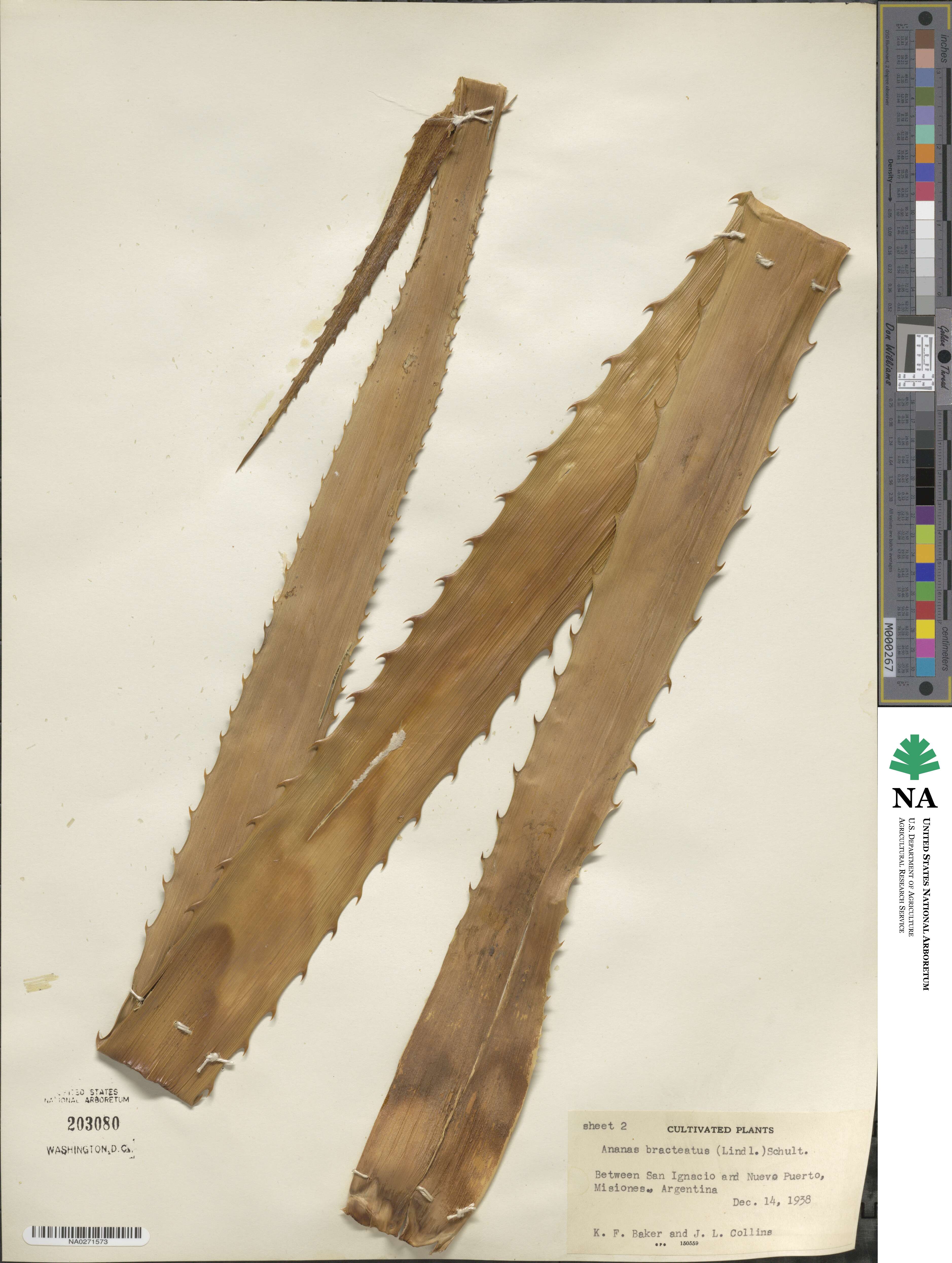 Ananas comosus var. bracteatus image