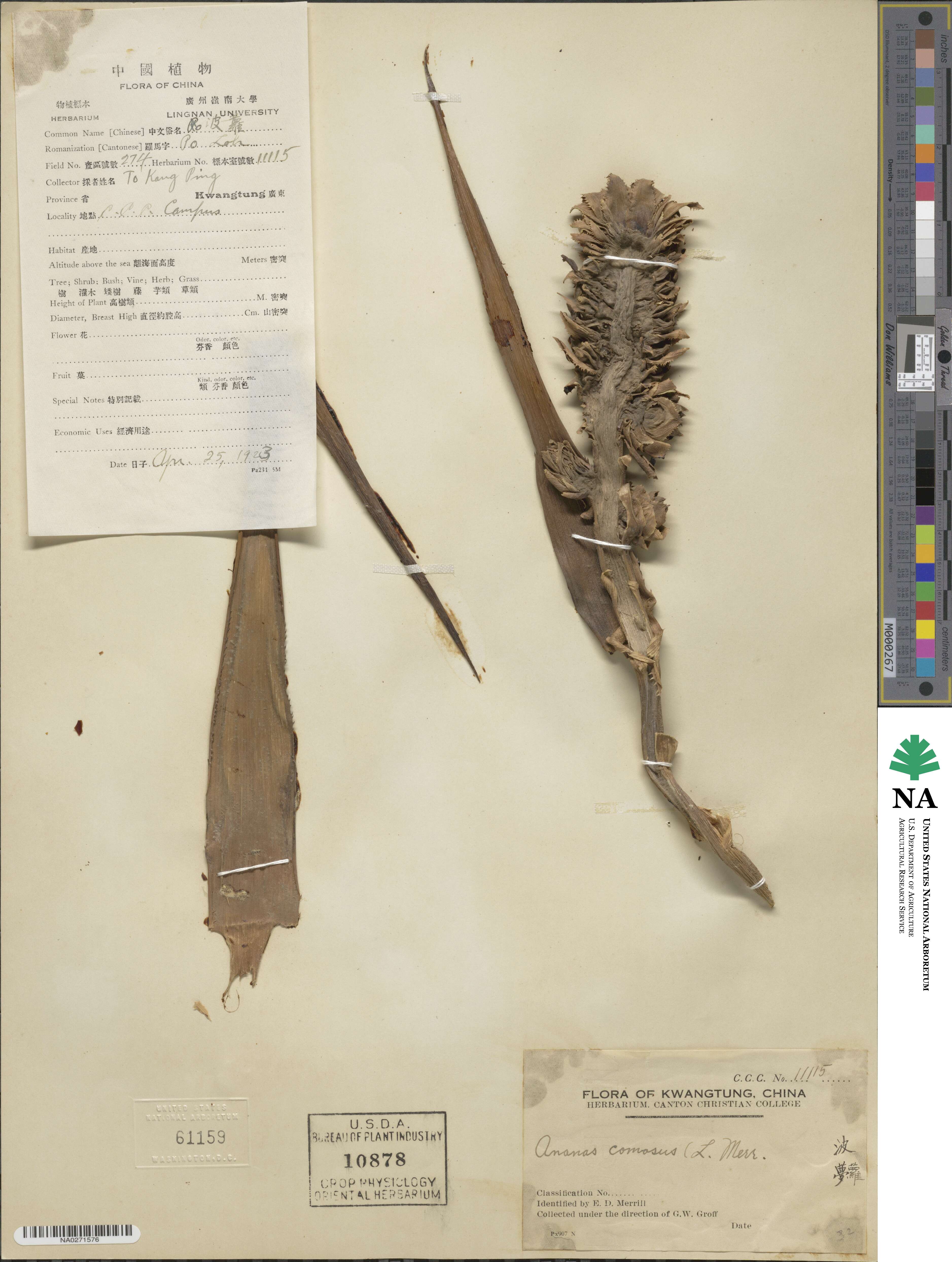 Ananas comosus image